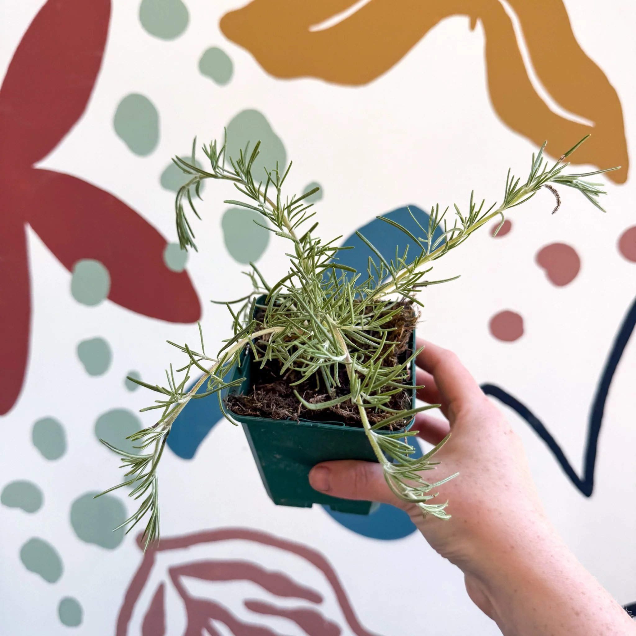Rosmarinus prostratus 'Boule' - Trailing Rosemary - Cotswolds Grown Culinary Herbs - Image 7