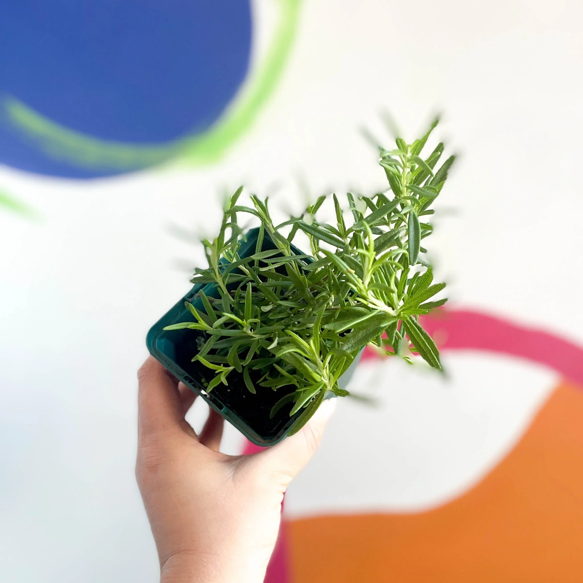 Rosemary - Rosmarinus officinalis - Cotswolds Grown Culinary Herbs
