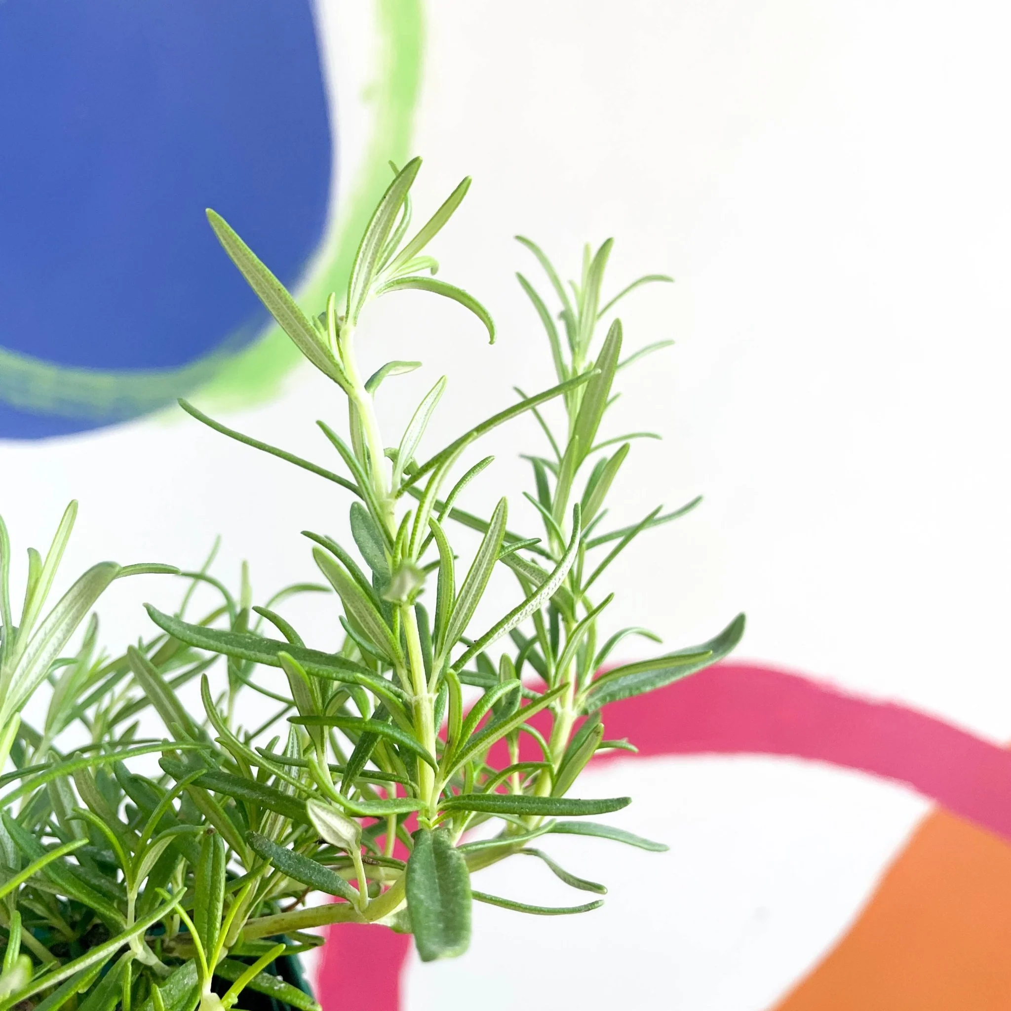 Rosemary - Rosmarinus officinalis - Cotswolds Grown Culinary Herbs - Image 2
