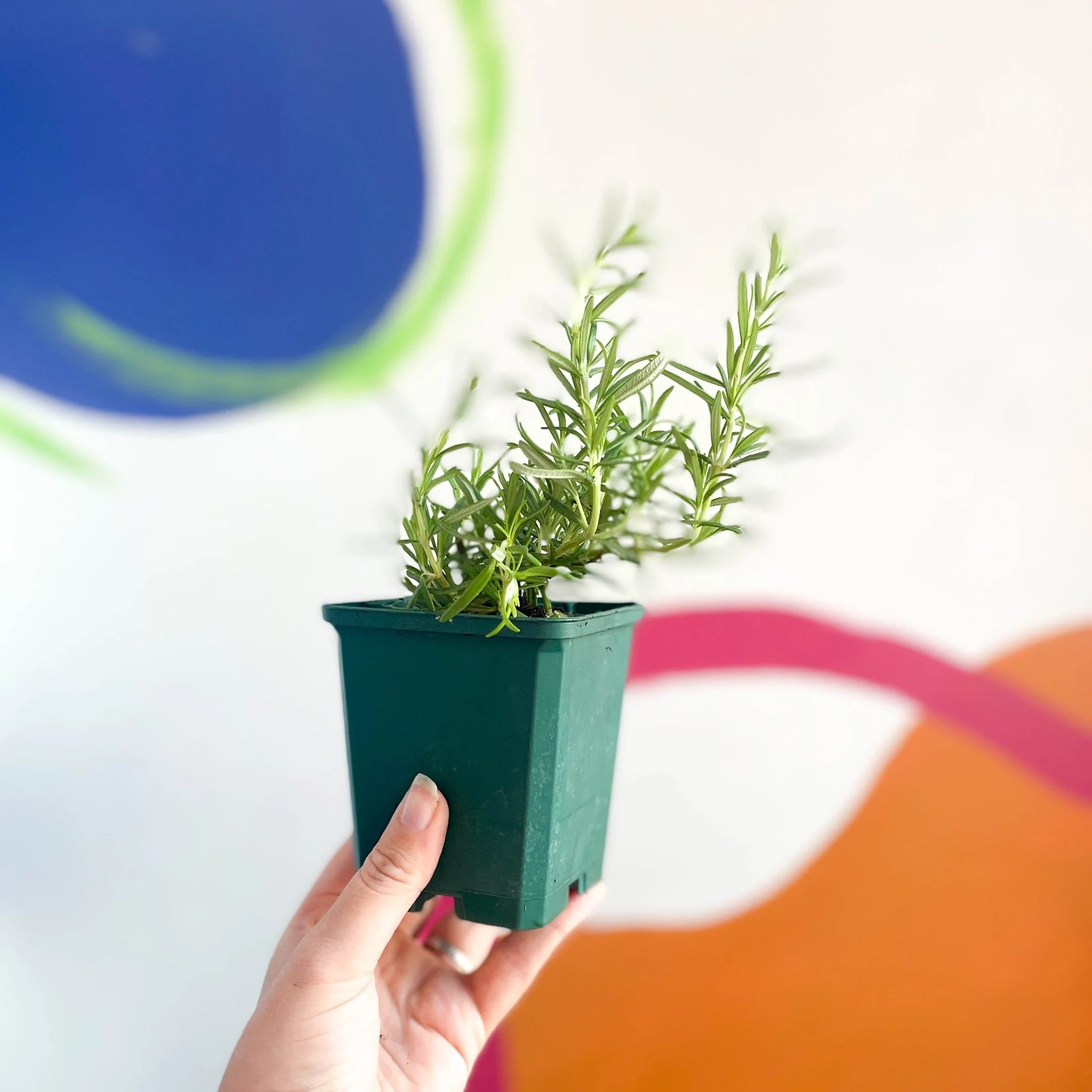 Rosemary - Rosmarinus officinalis - Cotswolds Grown Culinary Herbs - Image 3