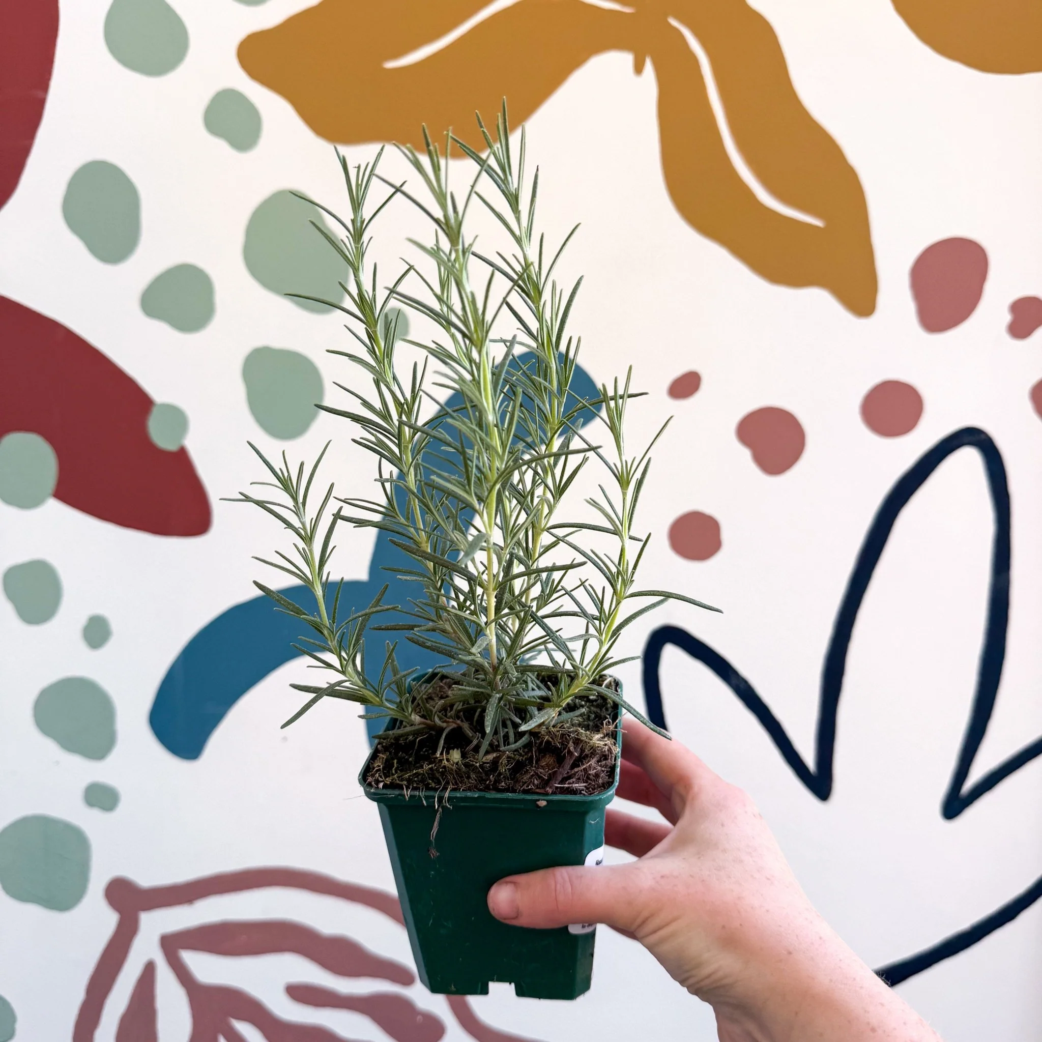 Rosmarinus officinalis 'Miss Jessopp's Upright' - Rosemary - Cotswolds Grown Culinary Herbs