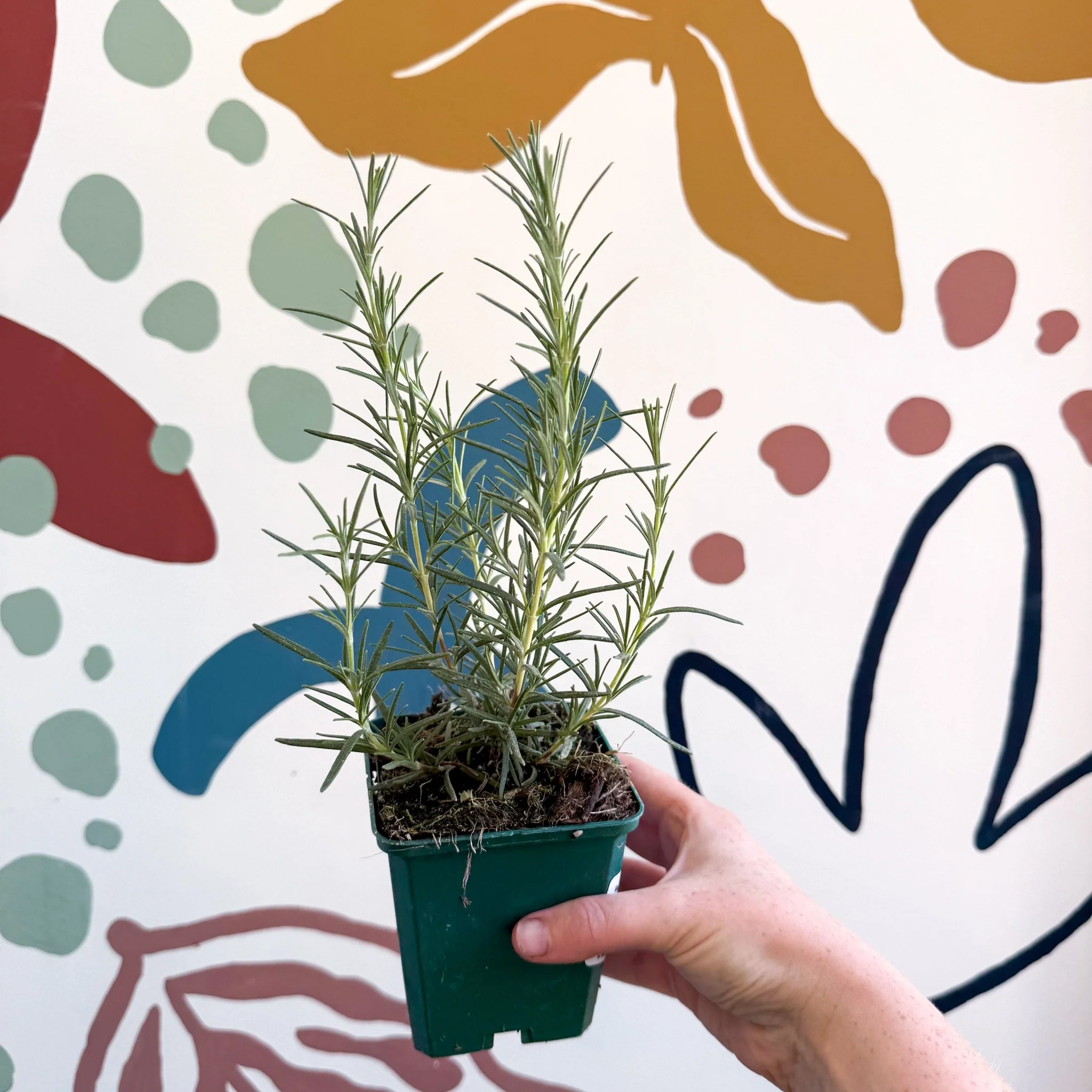 Rosmarinus officinalis 'Miss Jessopp's Upright' - Rosemary - Cotswolds Grown Culinary Herbs - Image 2
