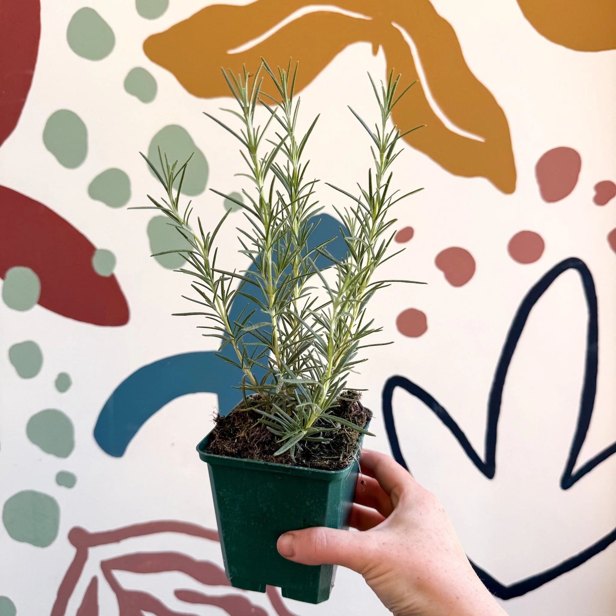 Rosmarinus officinalis 'Miss Jessopp's Upright' - Rosemary - Cotswolds Grown Culinary Herbs - Image 3