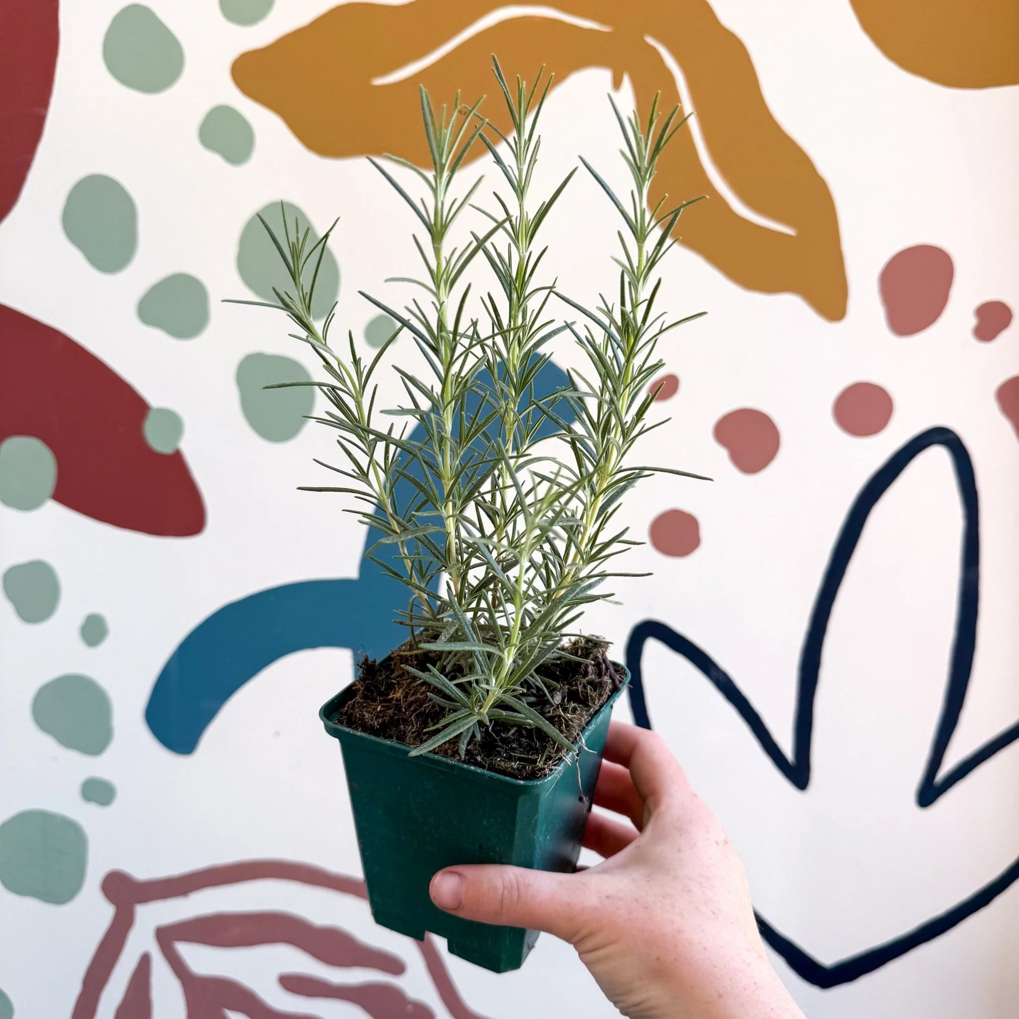Rosmarinus officinalis 'Miss Jessopp's Upright' - Rosemary - Cotswolds Grown Culinary Herbs - Image 4