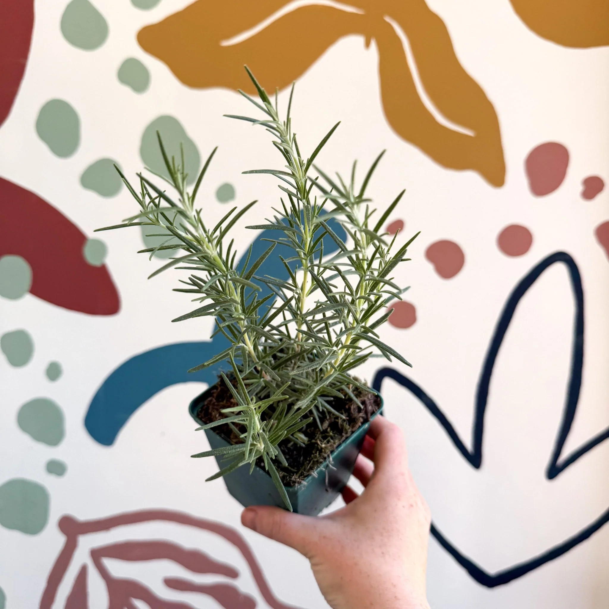 Rosmarinus officinalis 'Miss Jessopp's Upright' - Rosemary - Cotswolds Grown Culinary Herbs - Image 5