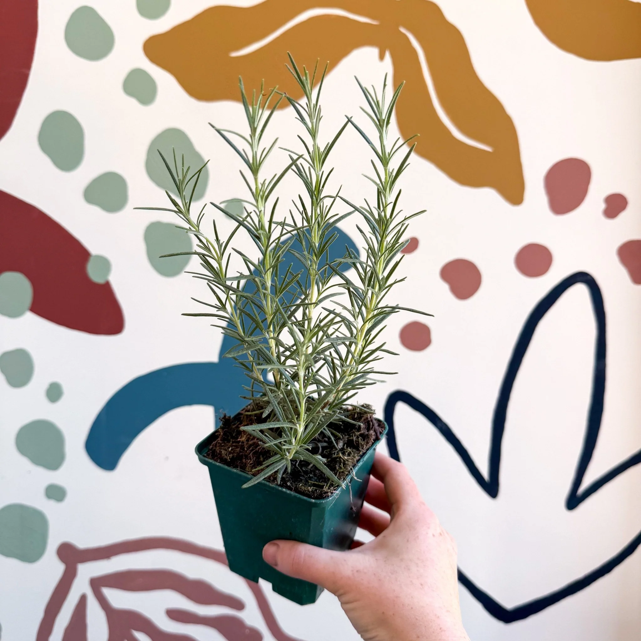 Rosmarinus officinalis 'Miss Jessopp's Upright' - Rosemary - Cotswolds Grown Culinary Herbs - Image 6