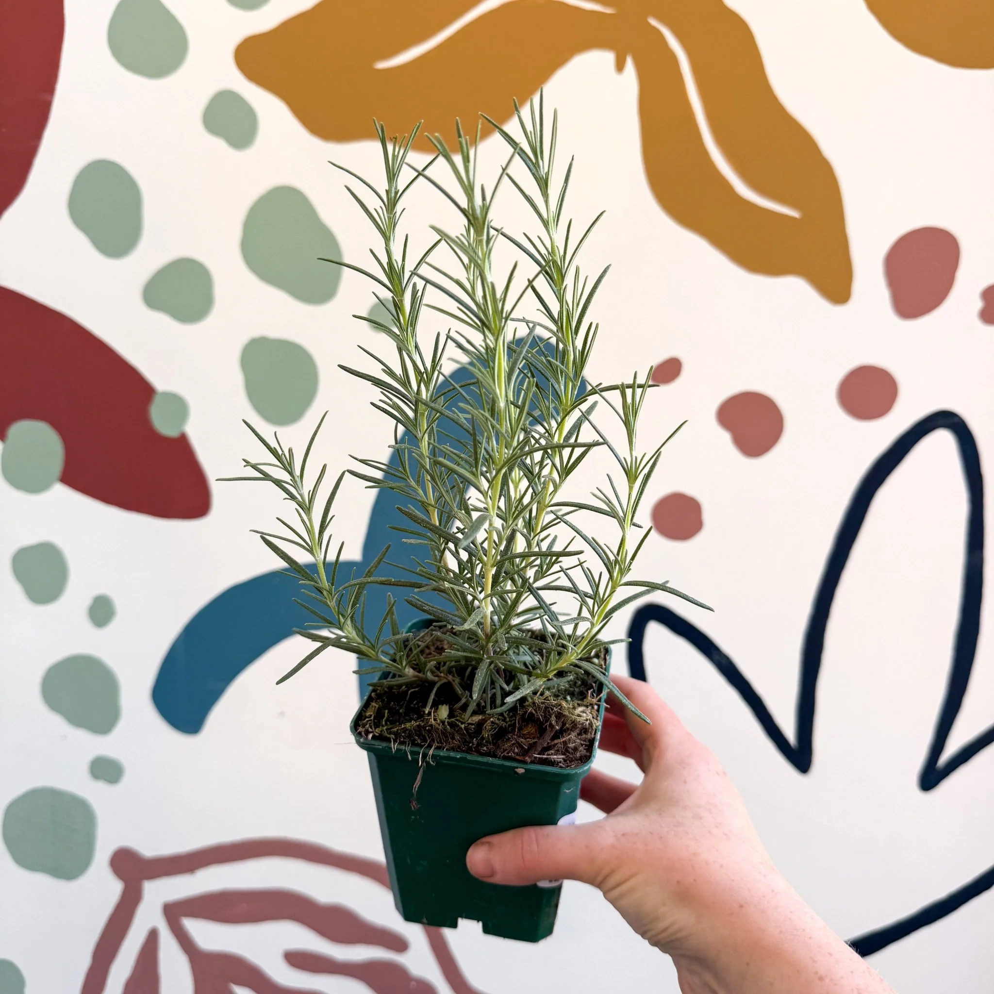 Rosmarinus officinalis 'Miss Jessopp's Upright' - Rosemary - Cotswolds Grown Culinary Herbs - Image 7