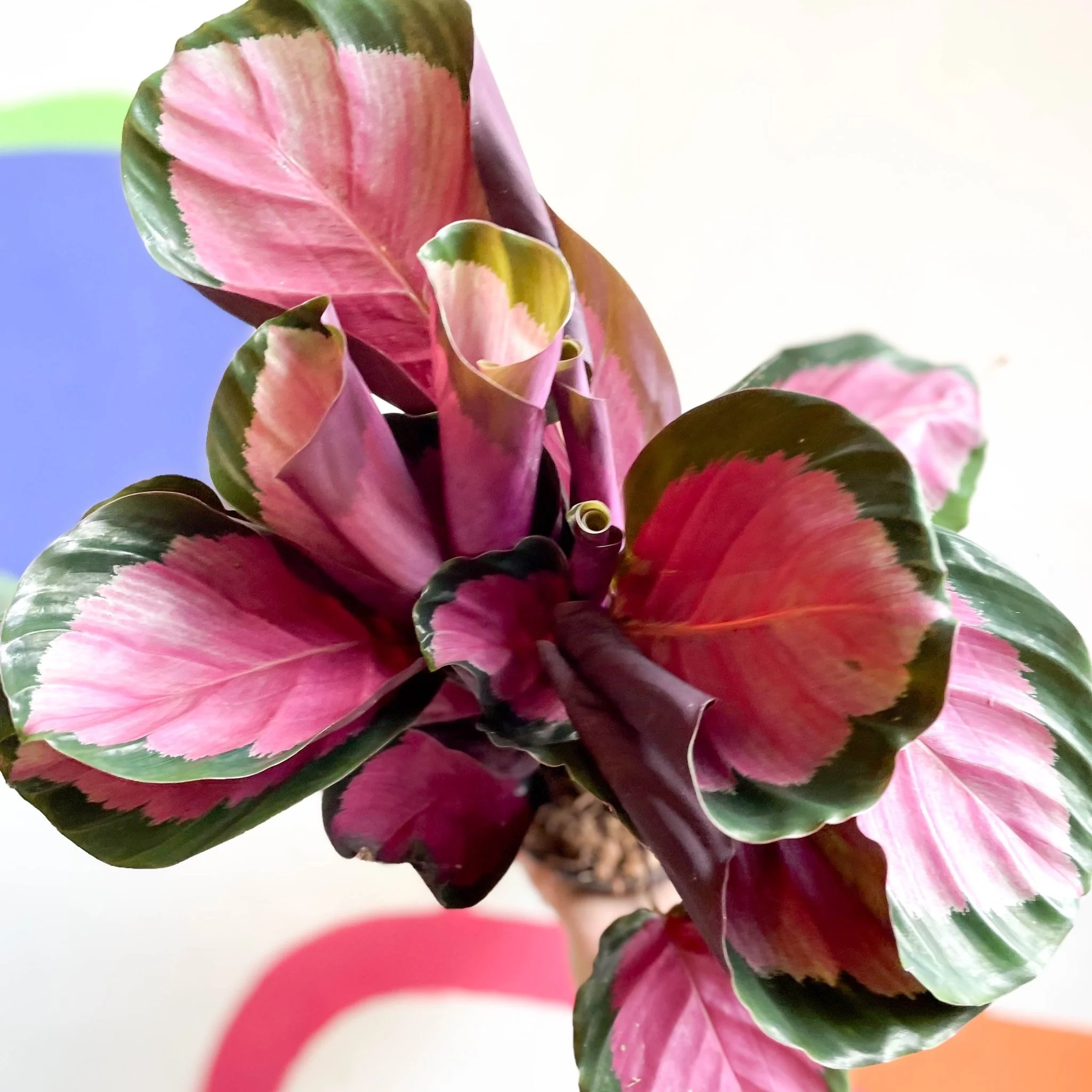 Calathea roseopicta 'Rosy' - Image 2