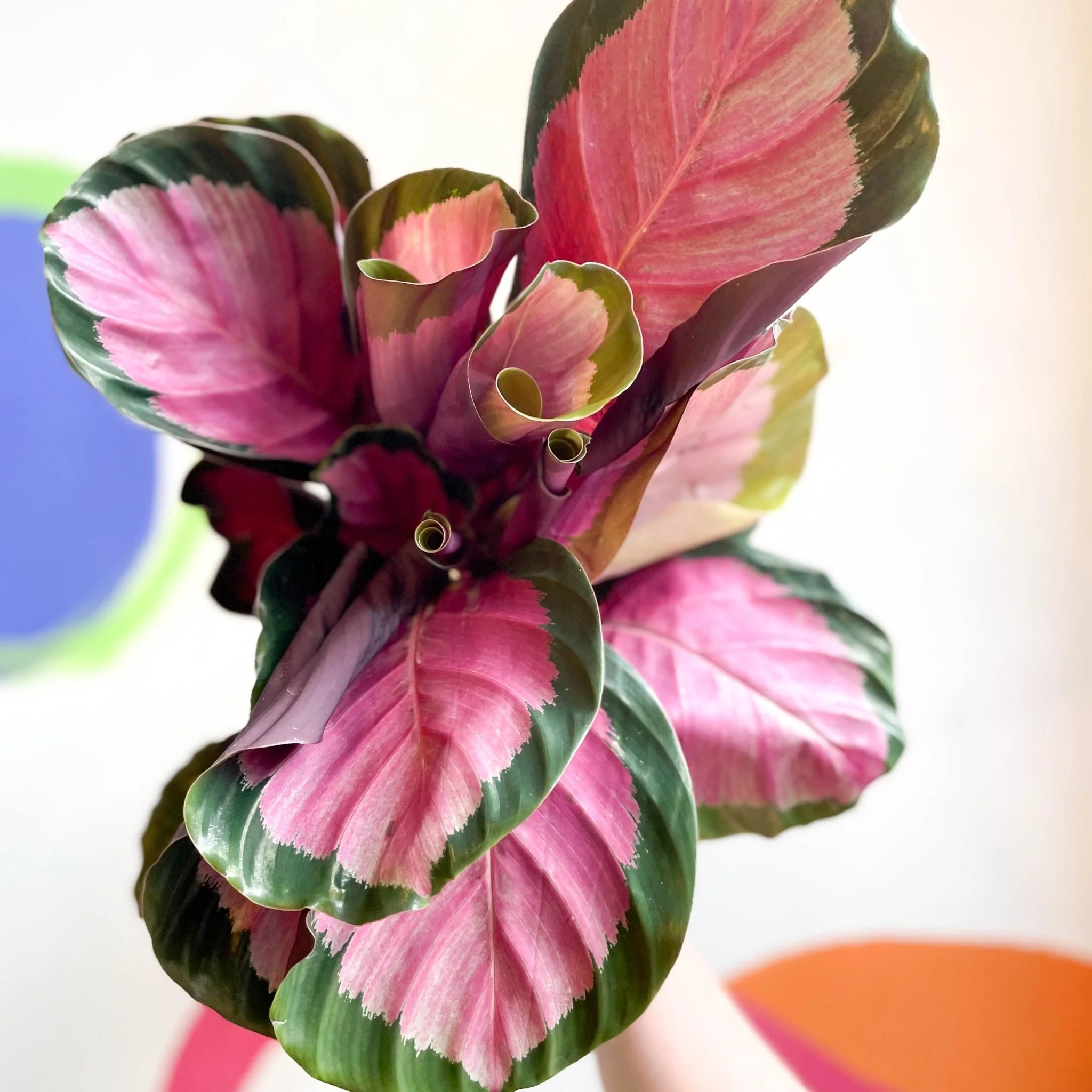 Calathea roseopicta 'Rosy' - Image 3