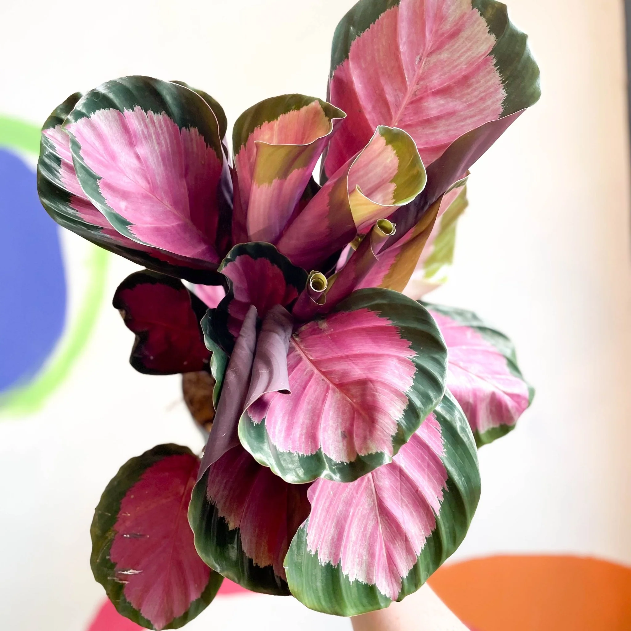 Calathea roseopicta 'Rosy' - Image 4