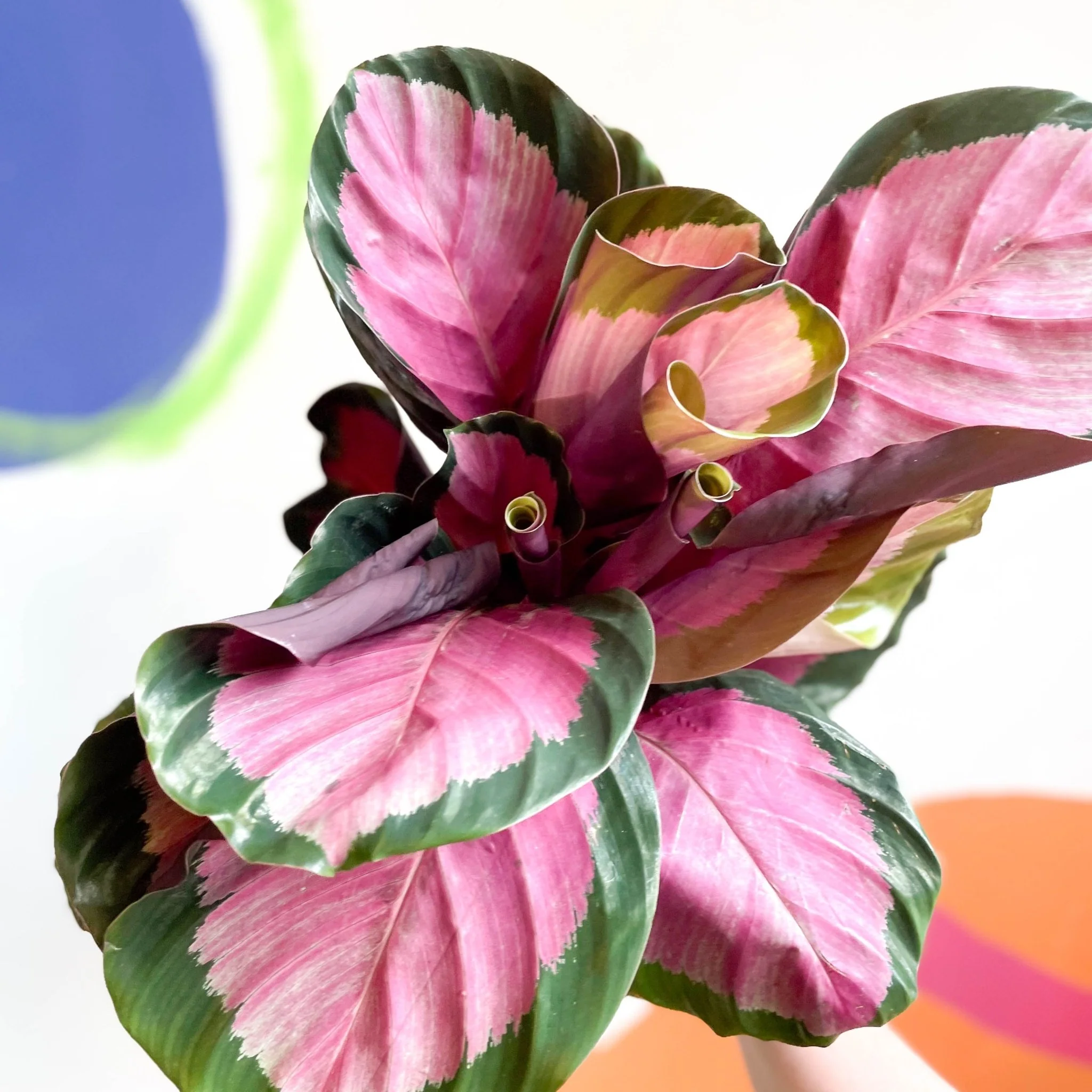 Calathea roseopicta 'Rosy' - Image 5