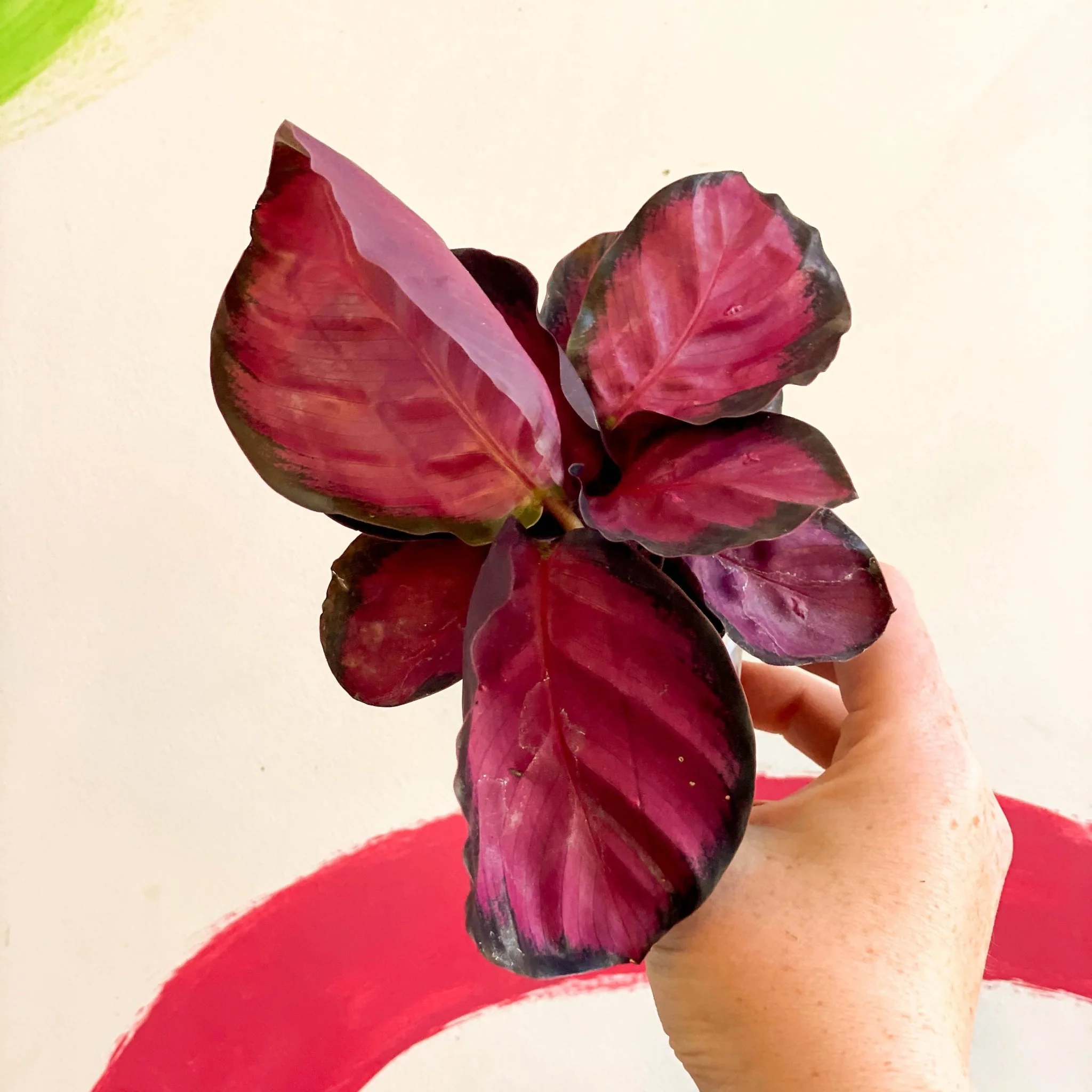 Calathea roseopicta 'Rosy' - Image 7