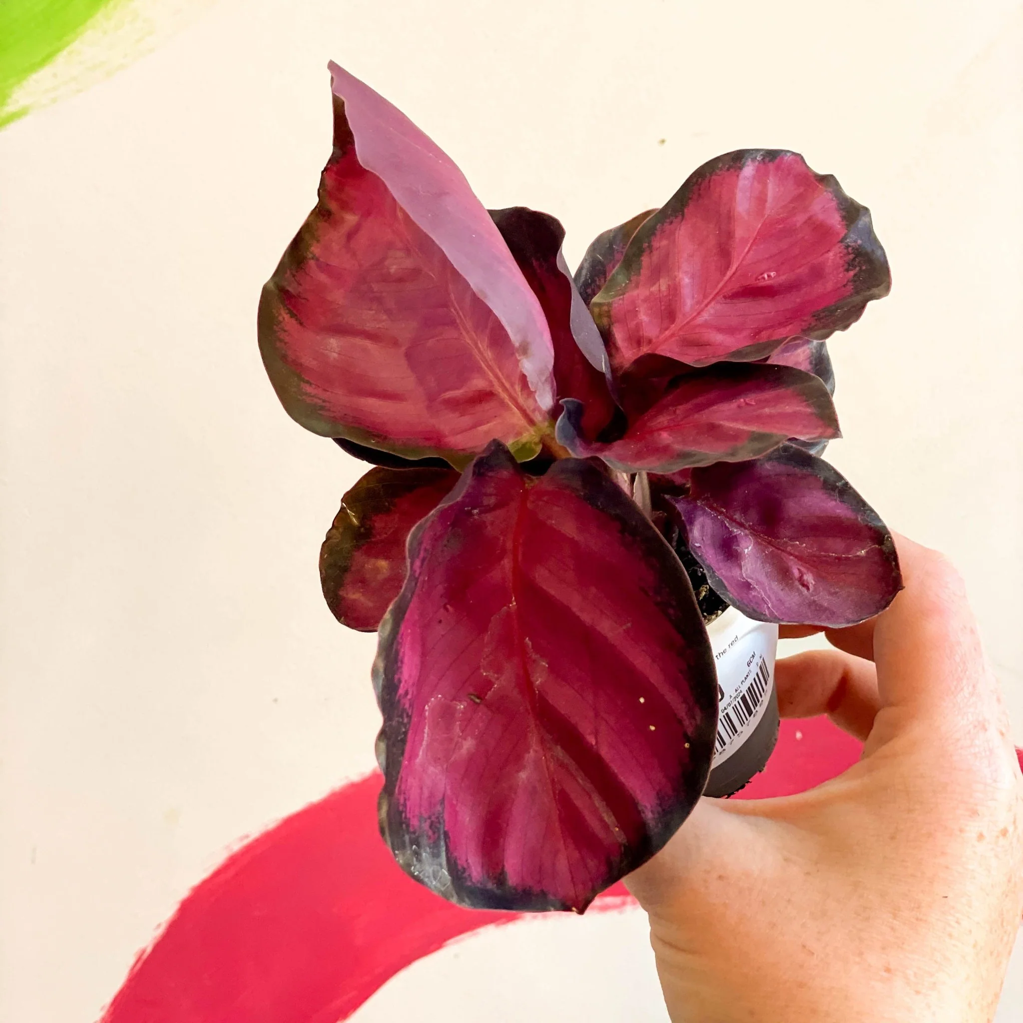 Calathea roseopicta 'Rosy' - Image 8