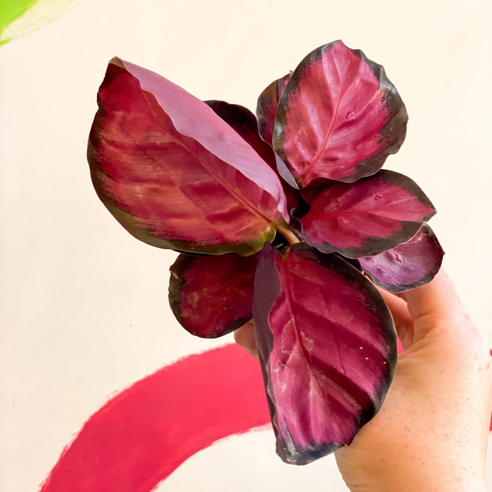 Calathea roseopicta 'Rosy' - Image 9