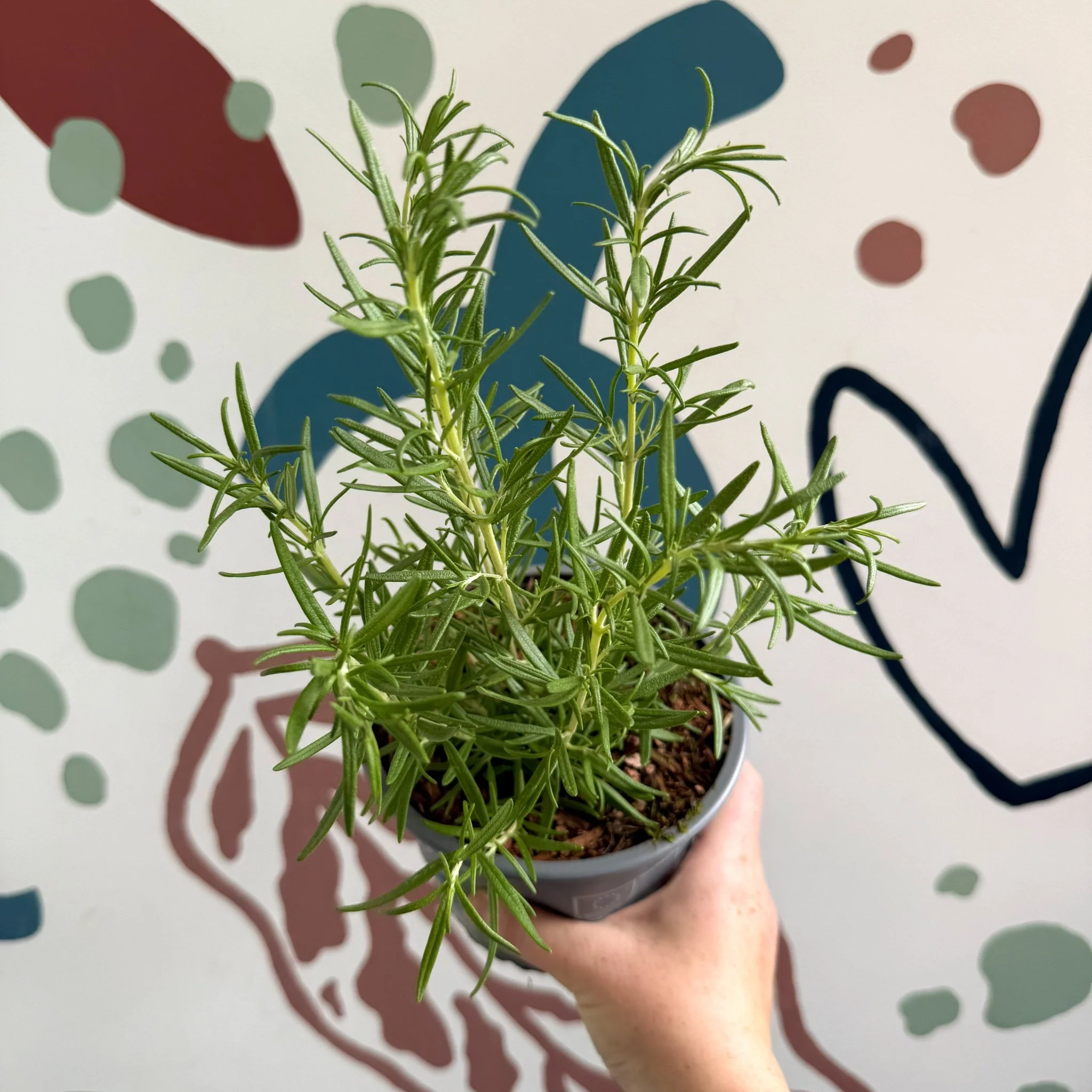 Rosmarinus officinalis - Rosemary