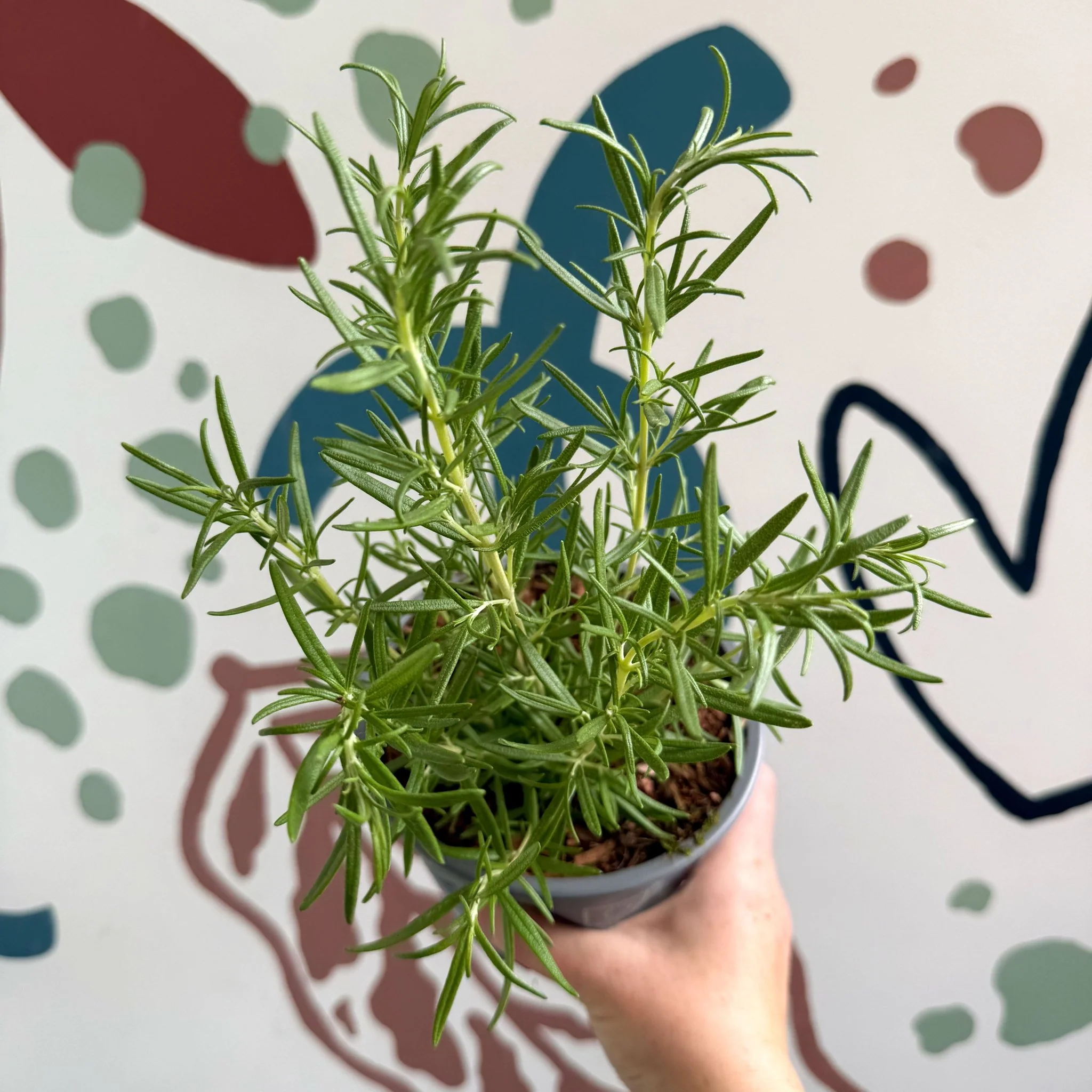Rosmarinus officinalis - Rosemary - Image 2