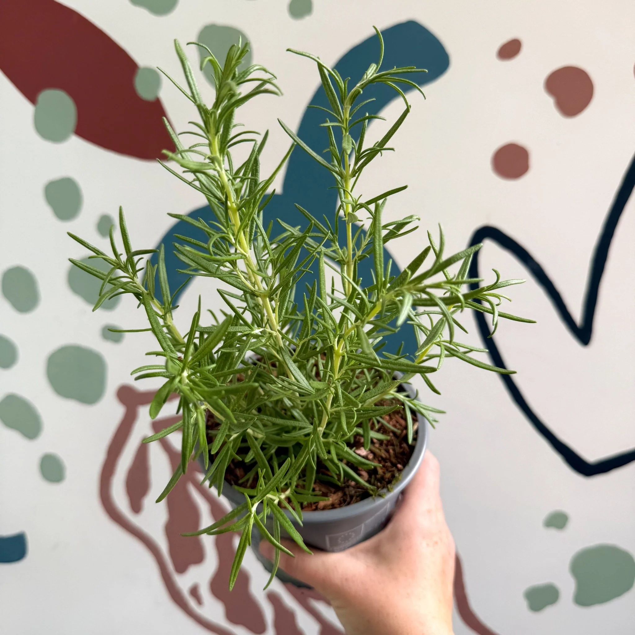 Rosmarinus officinalis - Rosemary - Image 3