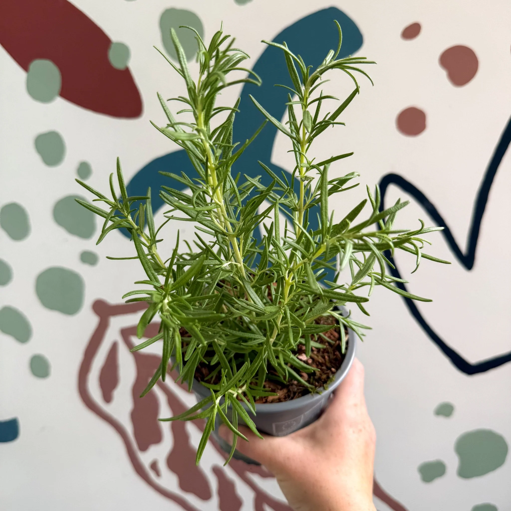 Rosmarinus officinalis - Rosemary - Image 4