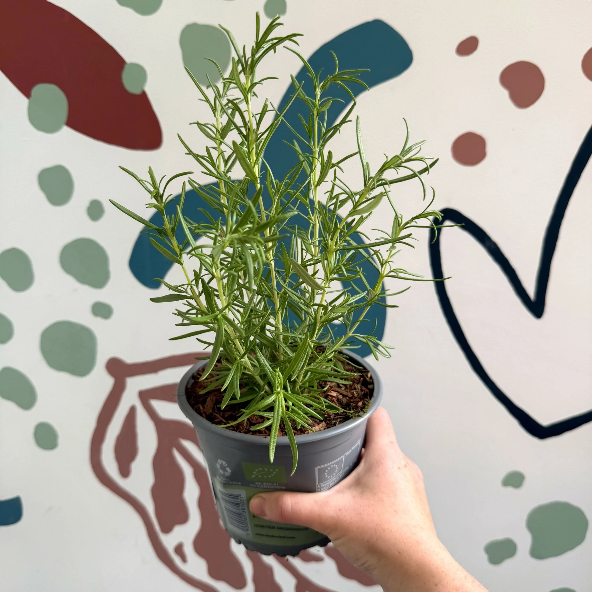 Rosmarinus officinalis - Rosemary - Image 5
