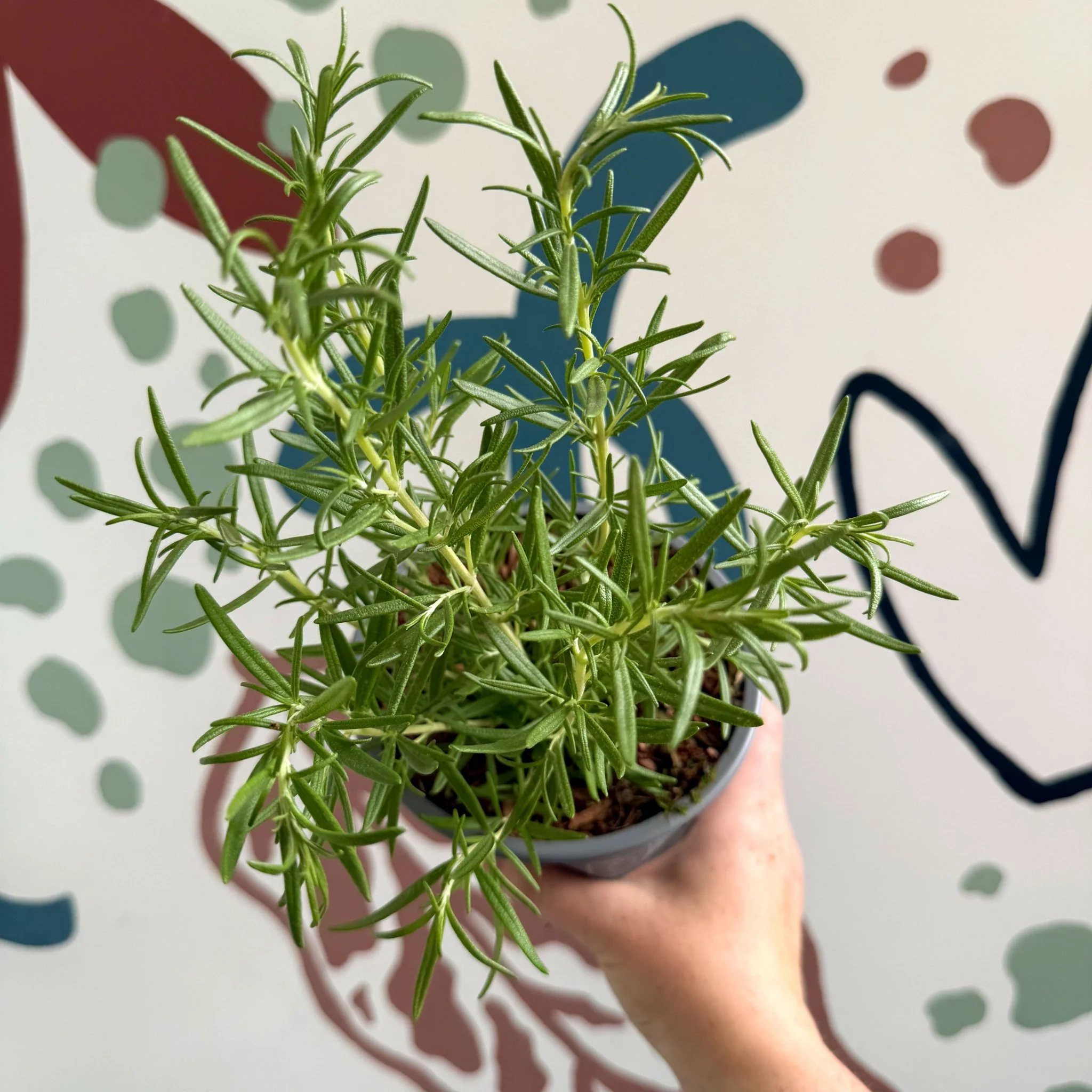 Rosmarinus officinalis - Rosemary - Image 6