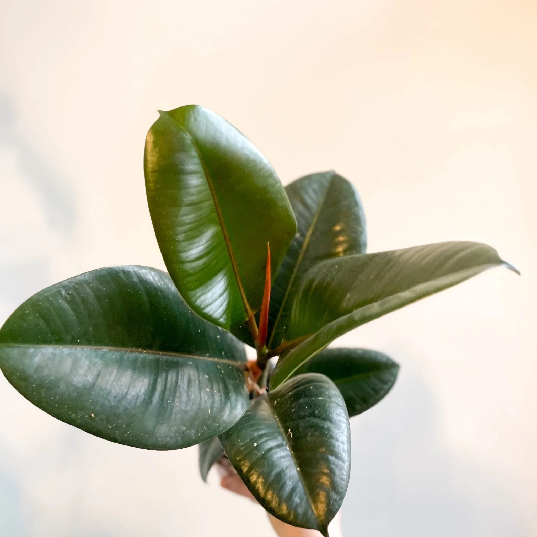 Ficus elastica 'Robusta' - Rubber Plant - Image 13