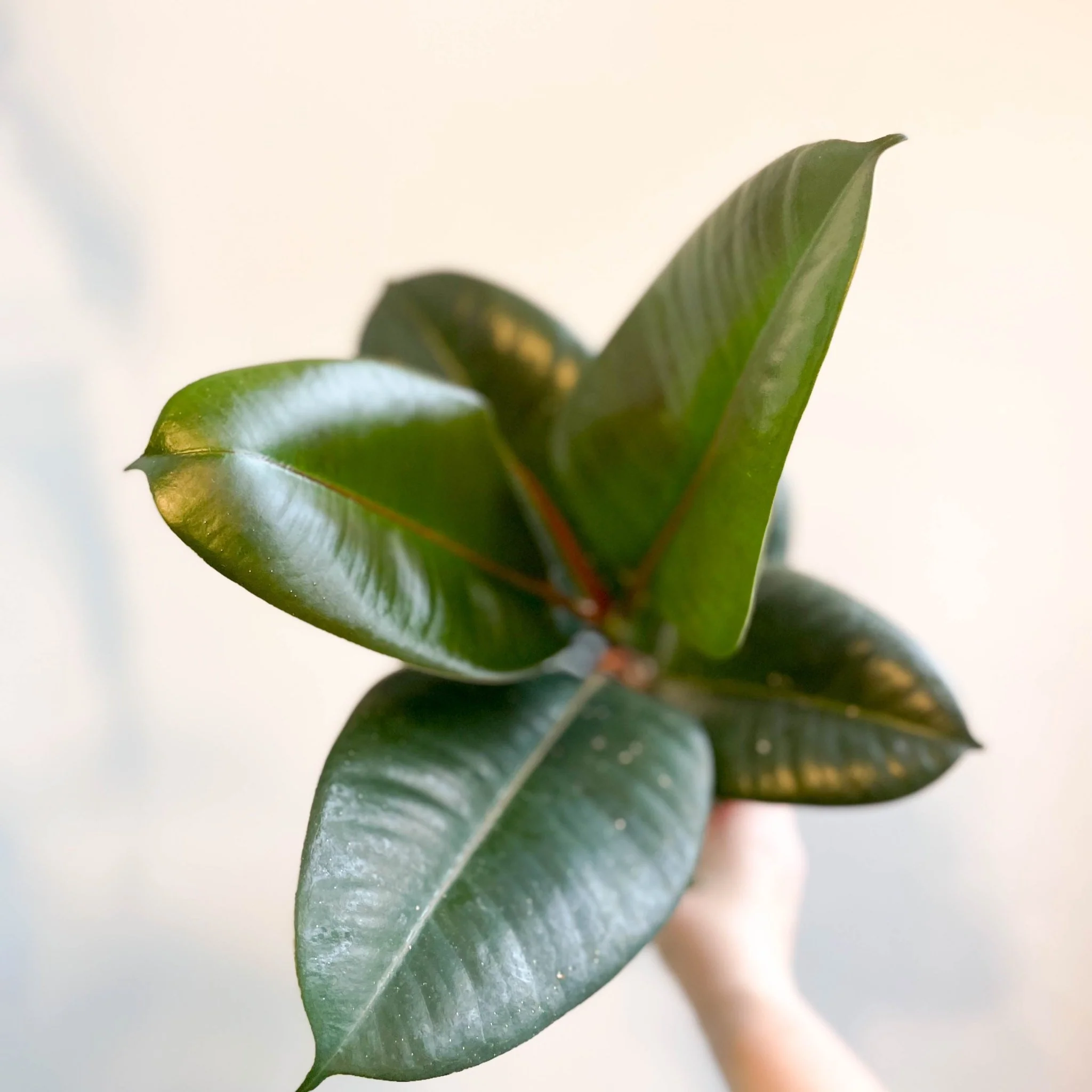 Ficus elastica 'Robusta' - Rubber Plant - Image 7