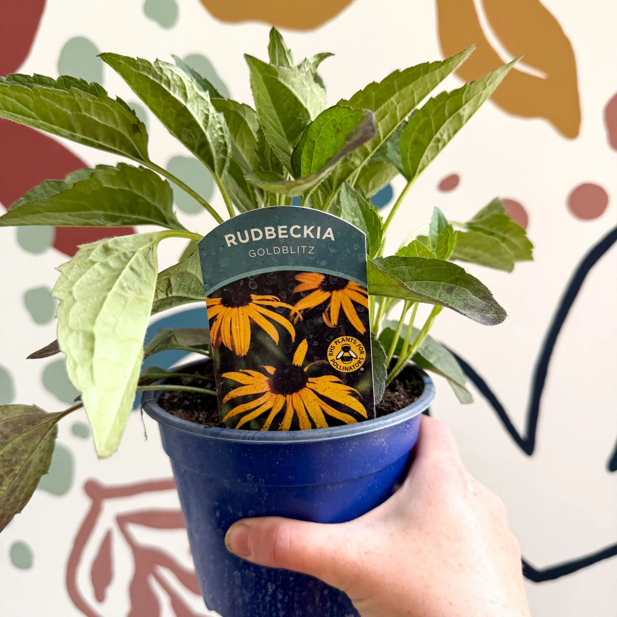 Rudbeckia fulgida 'Goldblitz' - Coneflower - UK Grown - Image 3