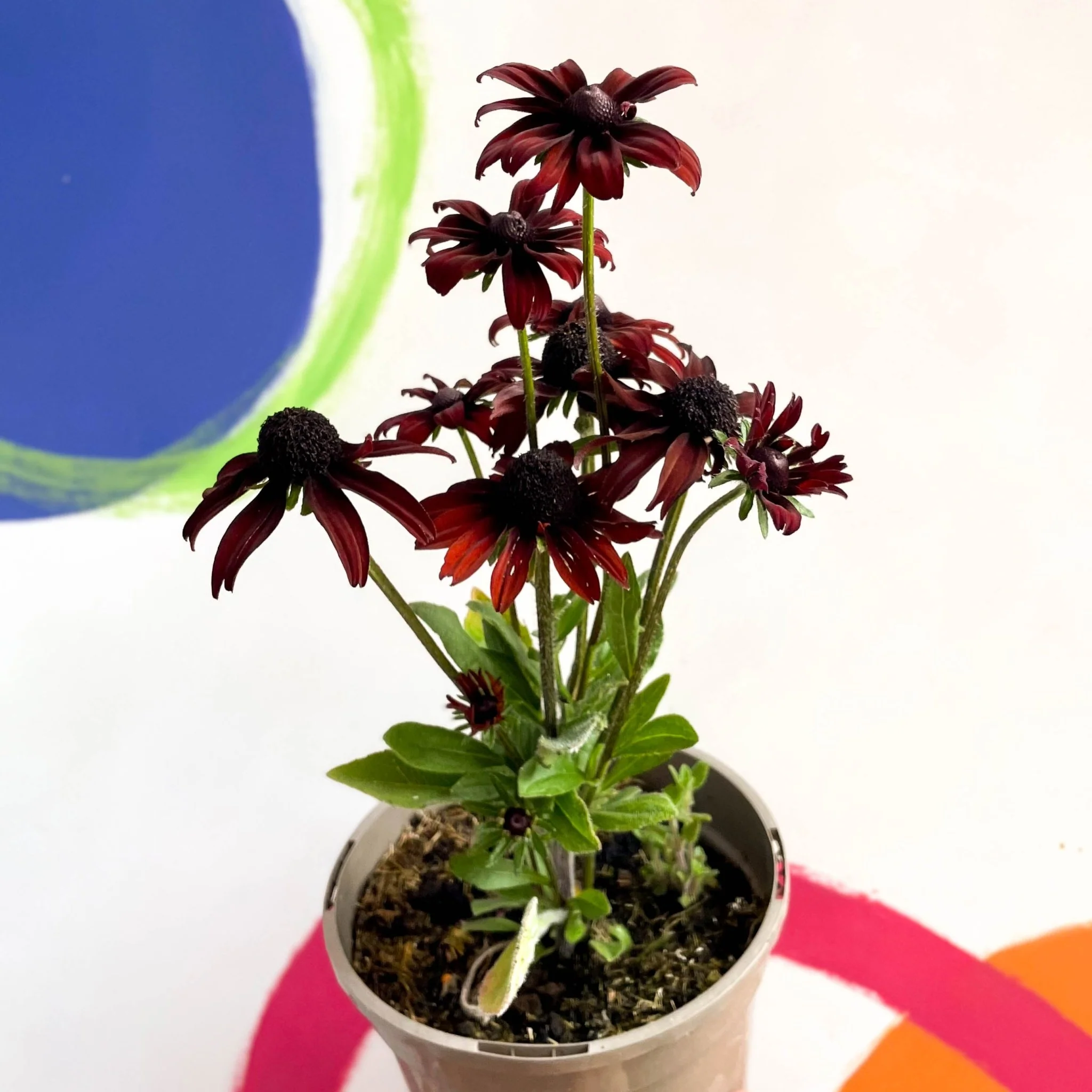 Rudbeckia 'Summerina Pumpernicklel' - Cotswold Grown Perennial