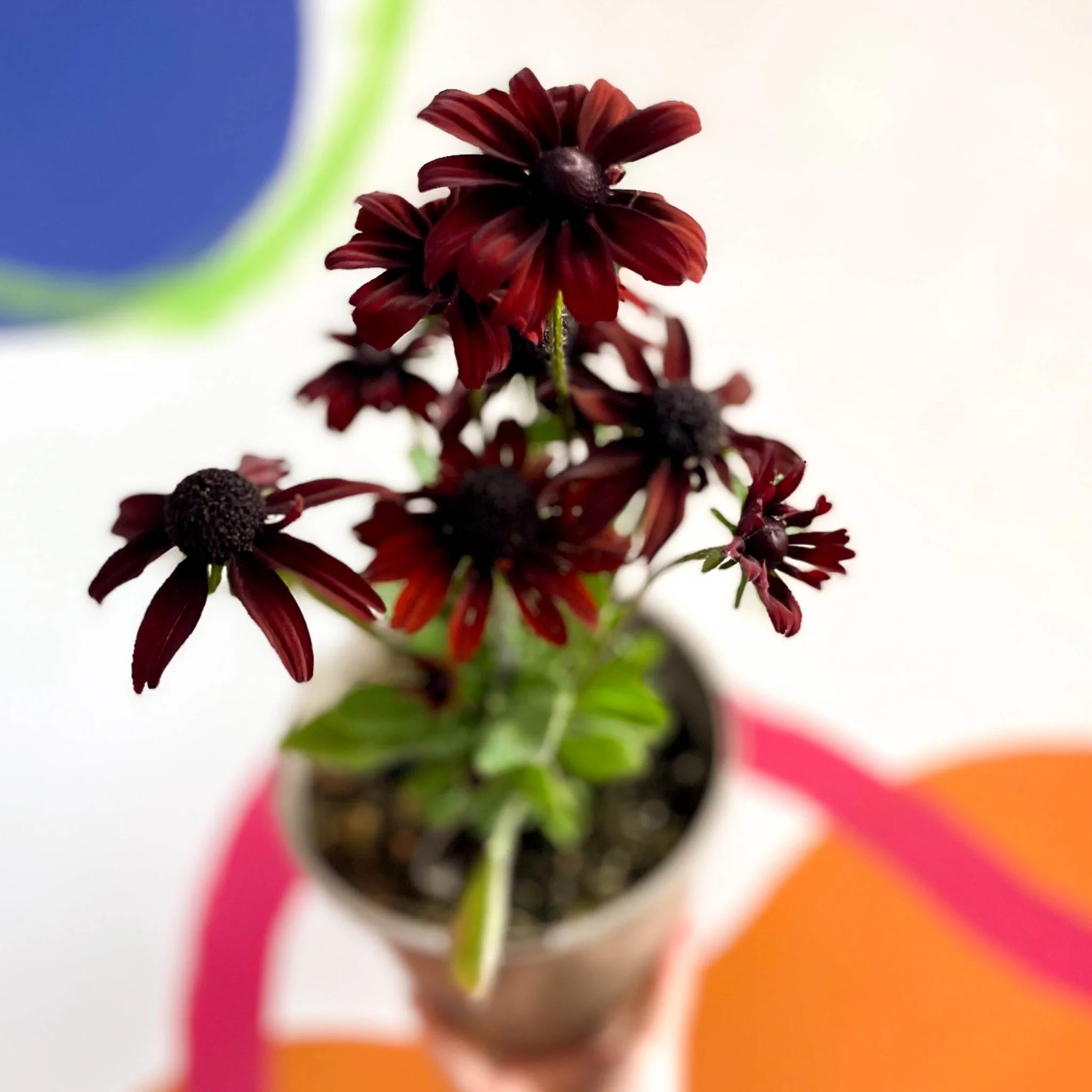 Rudbeckia 'Summerina Pumpernicklel' - Cotswold Grown Perennial - Image 2