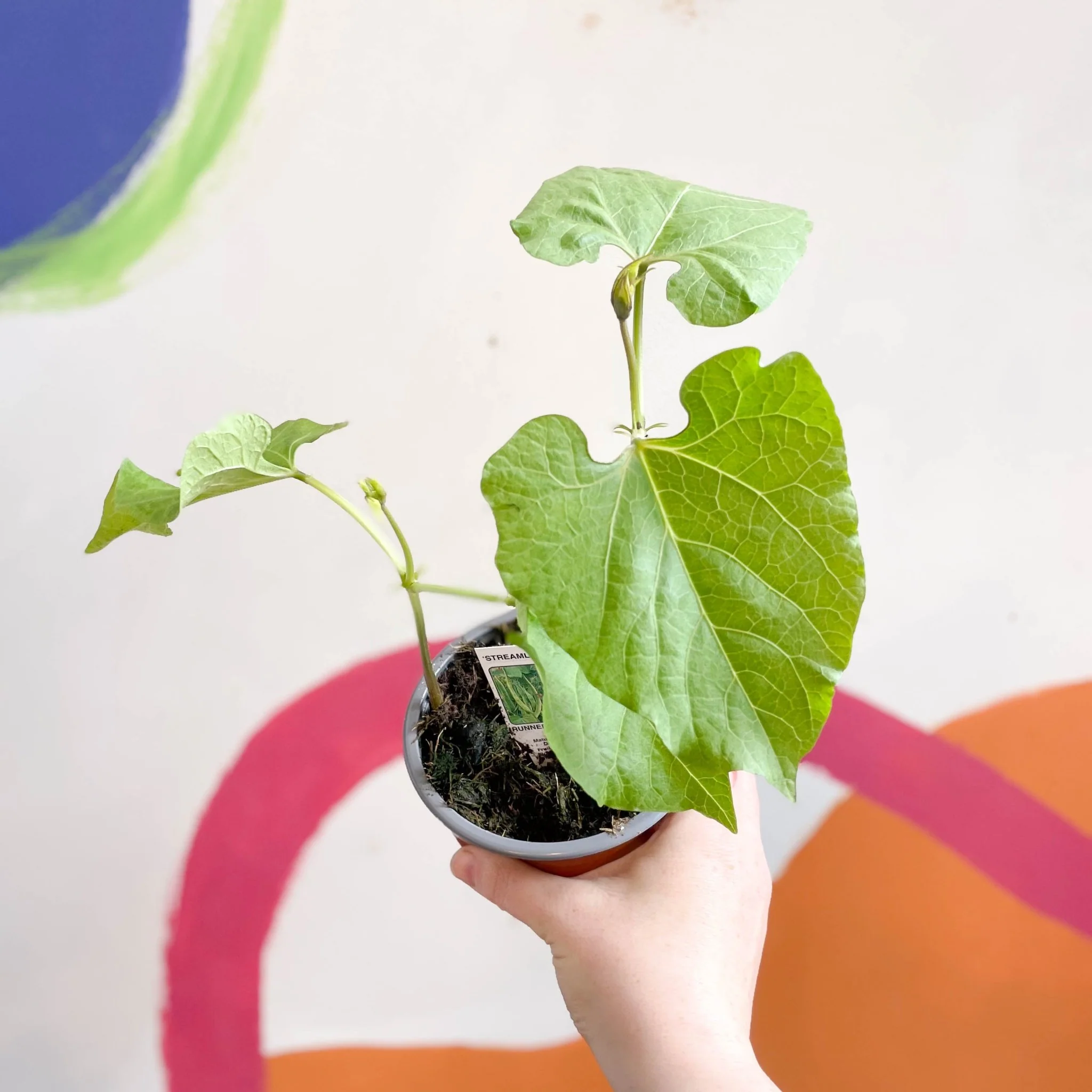 Phaseolus coccineus 'Streamline' - Runner Bean [British Grown] - Image 2