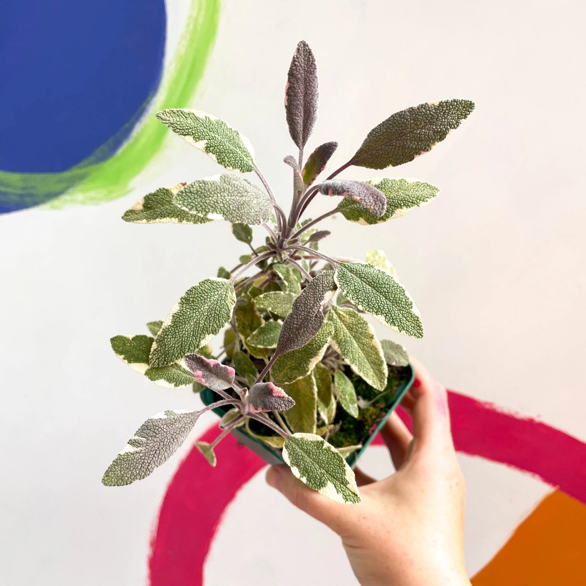 Sage - Salvia officinalis tricolour - Cotswolds Grown Culinary Herbs