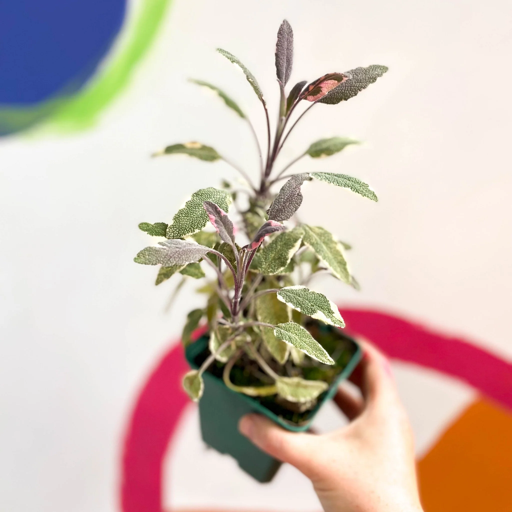 Sage - Salvia officinalis tricolour - Cotswolds Grown Culinary Herbs - Image 2
