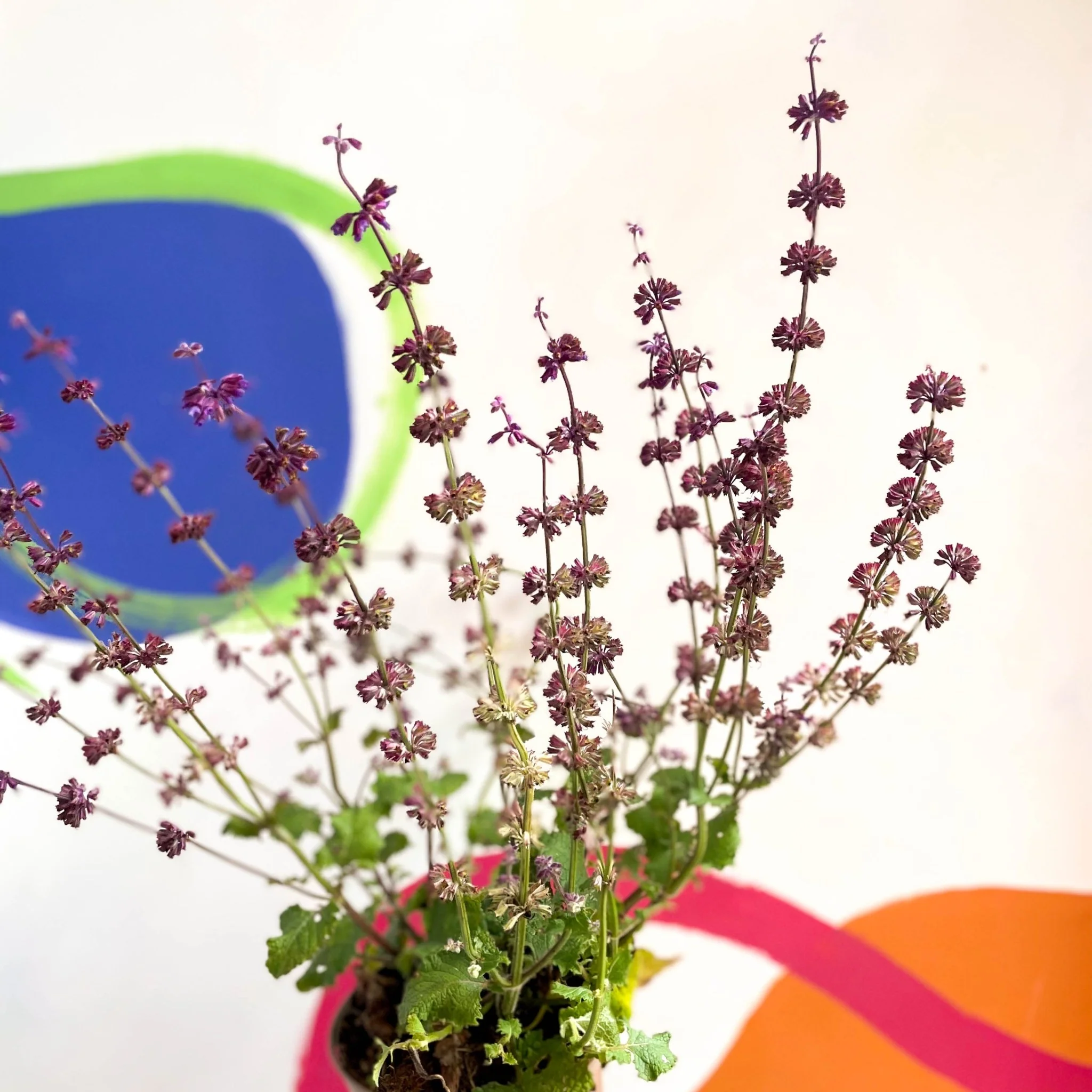 Salvia verticillata 'Purple Rain'  - Cotswold Grown Perennial