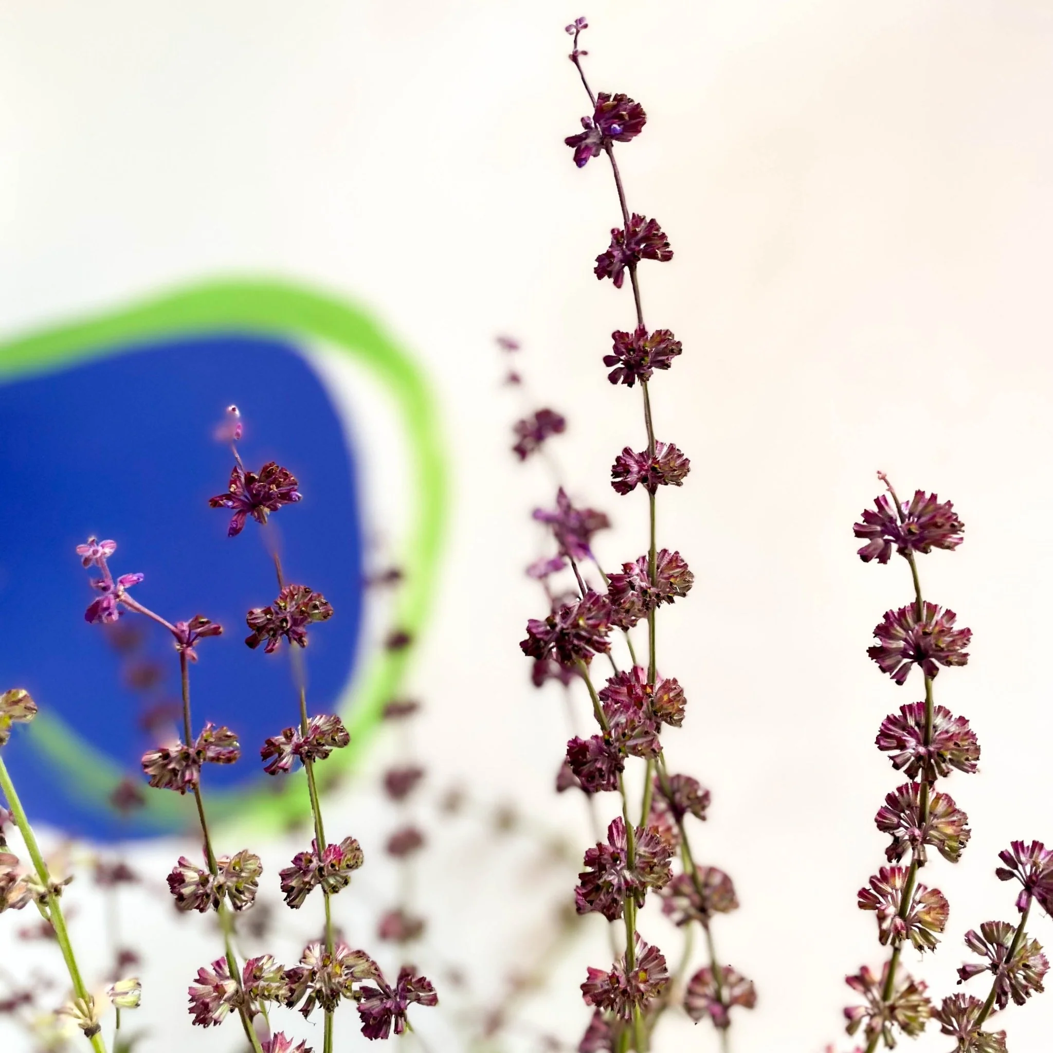 Salvia verticillata 'Purple Rain'  - Cotswold Grown Perennial - Image 2