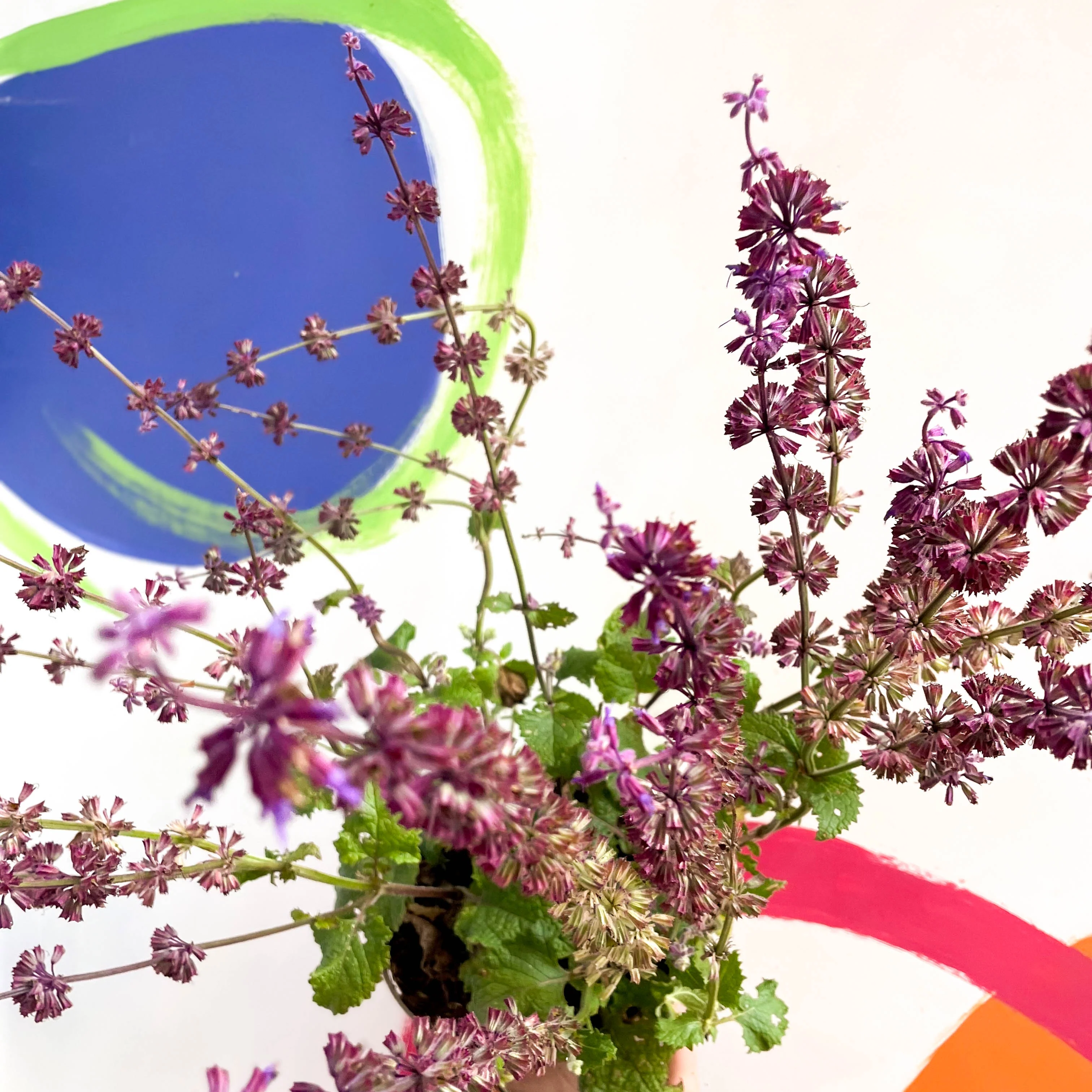 Salvia verticillata 'Purple Rain'  - Cotswold Grown Perennial - Image 3