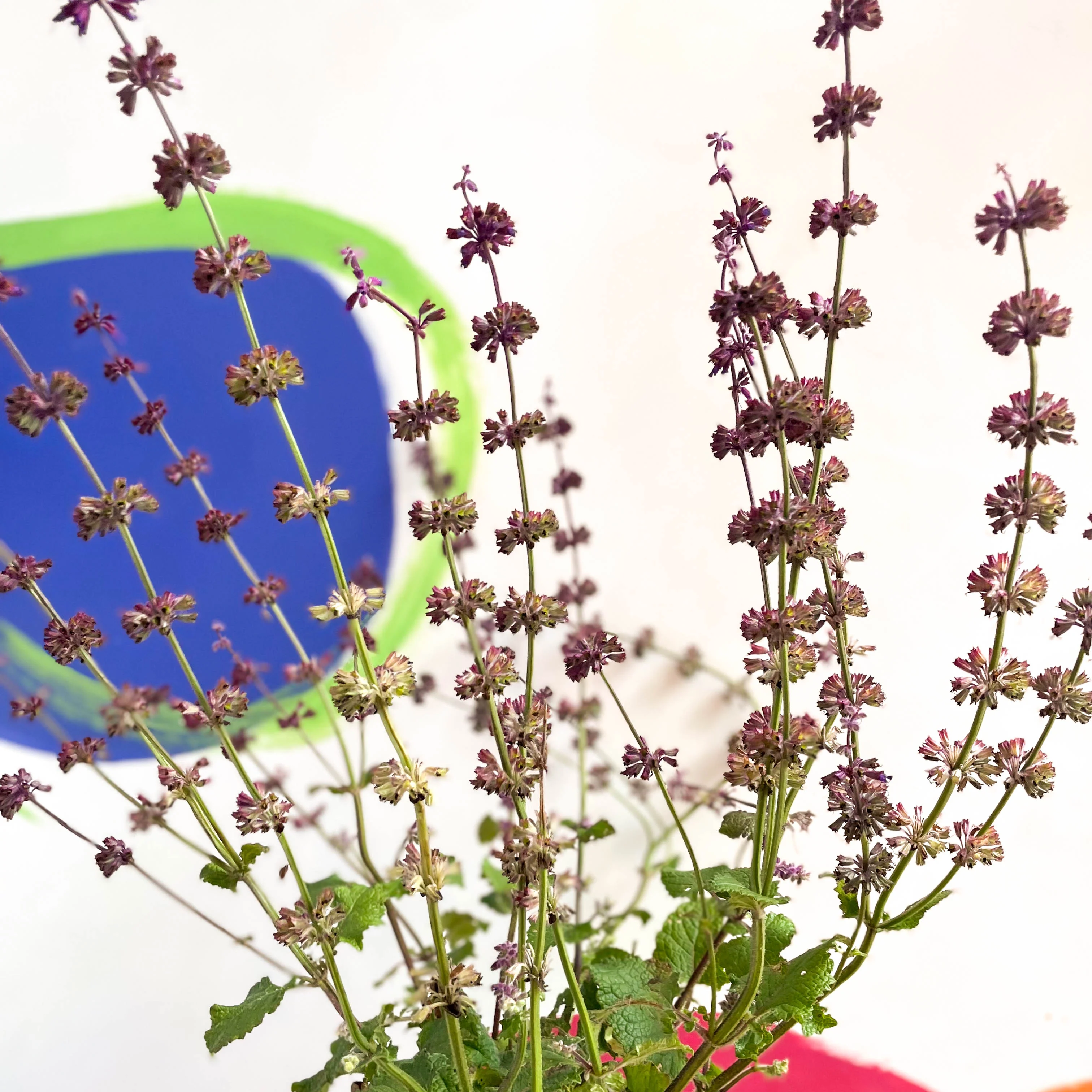 Salvia verticillata 'Purple Rain'  - Cotswold Grown Perennial - Image 4