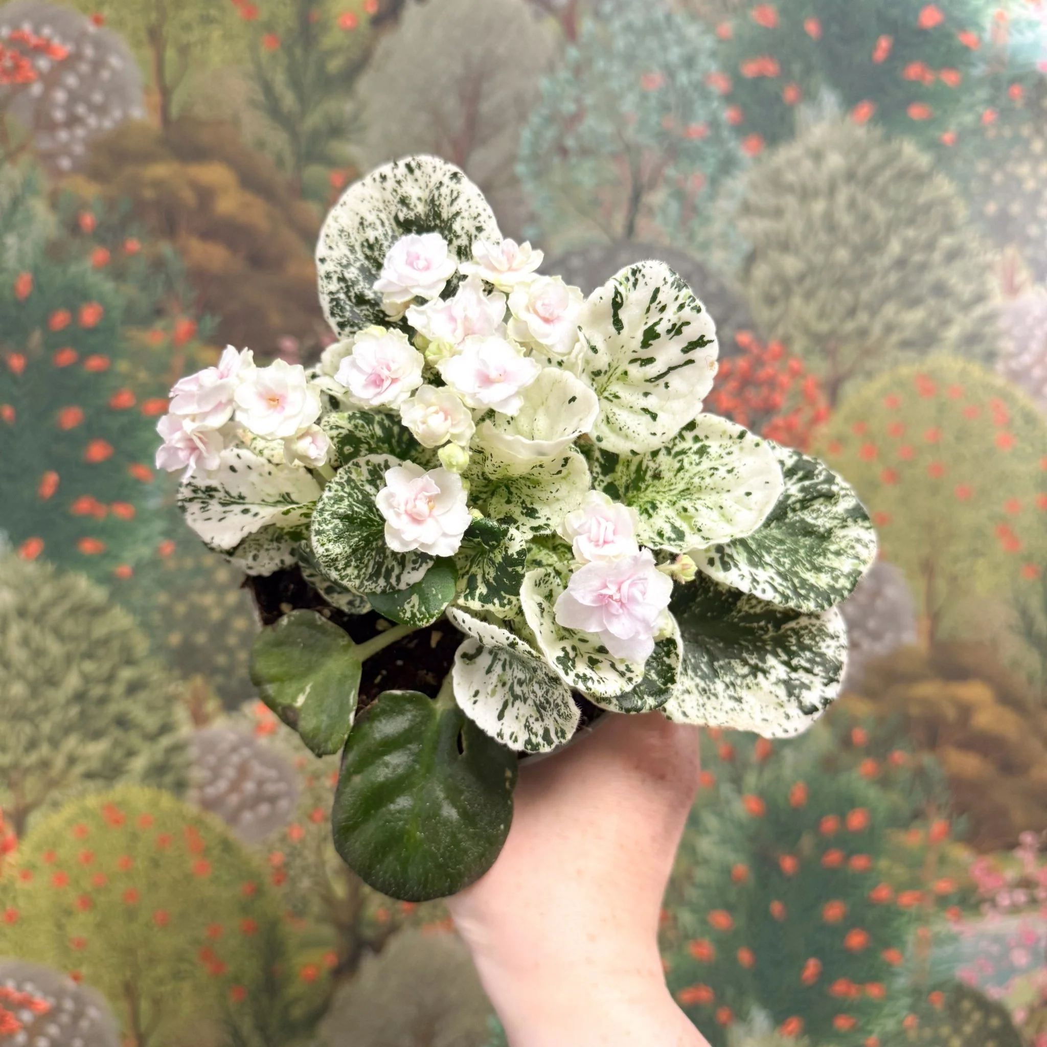 Saintpaulia ionantha – Mosaic Variegated African Violet (Blush Pink Double Flowers) - Image 4