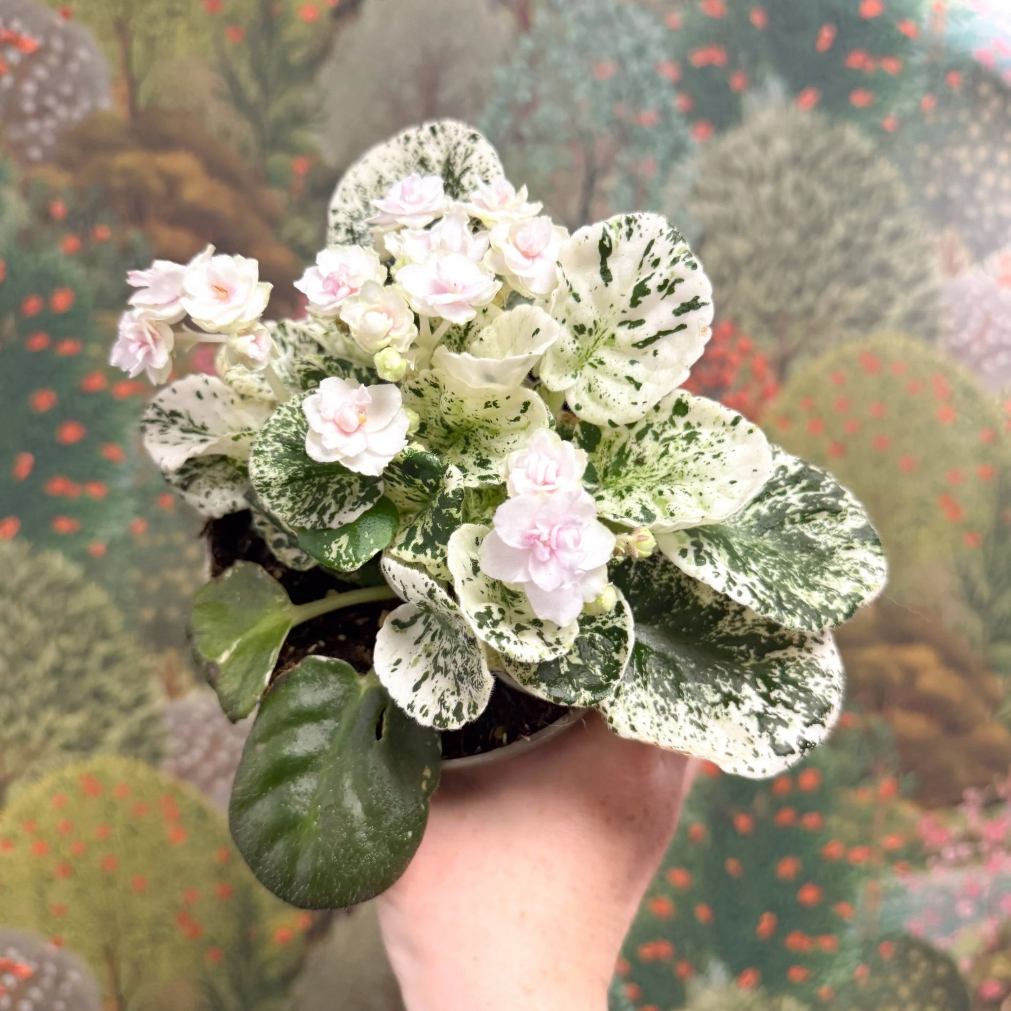 Saintpaulia ionantha – Mosaic Variegated African Violet (Blush Pink Double Flowers) - Image 7