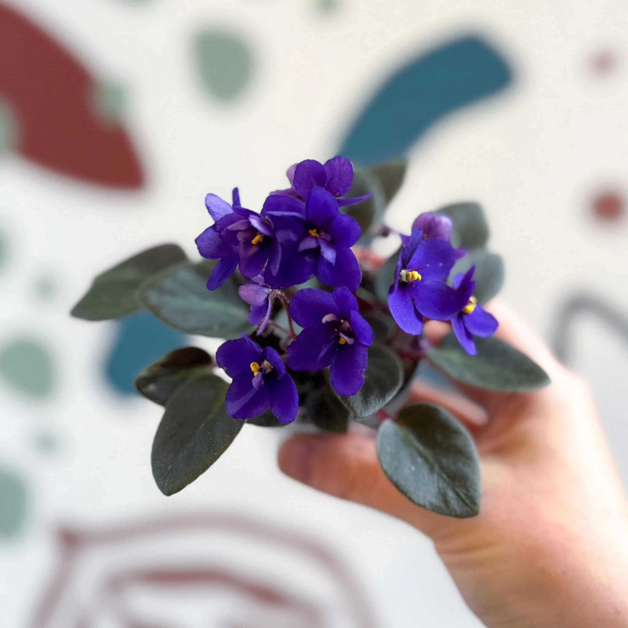 Saintpaulia ‘Little Blue Boy’ – Mini African Violet