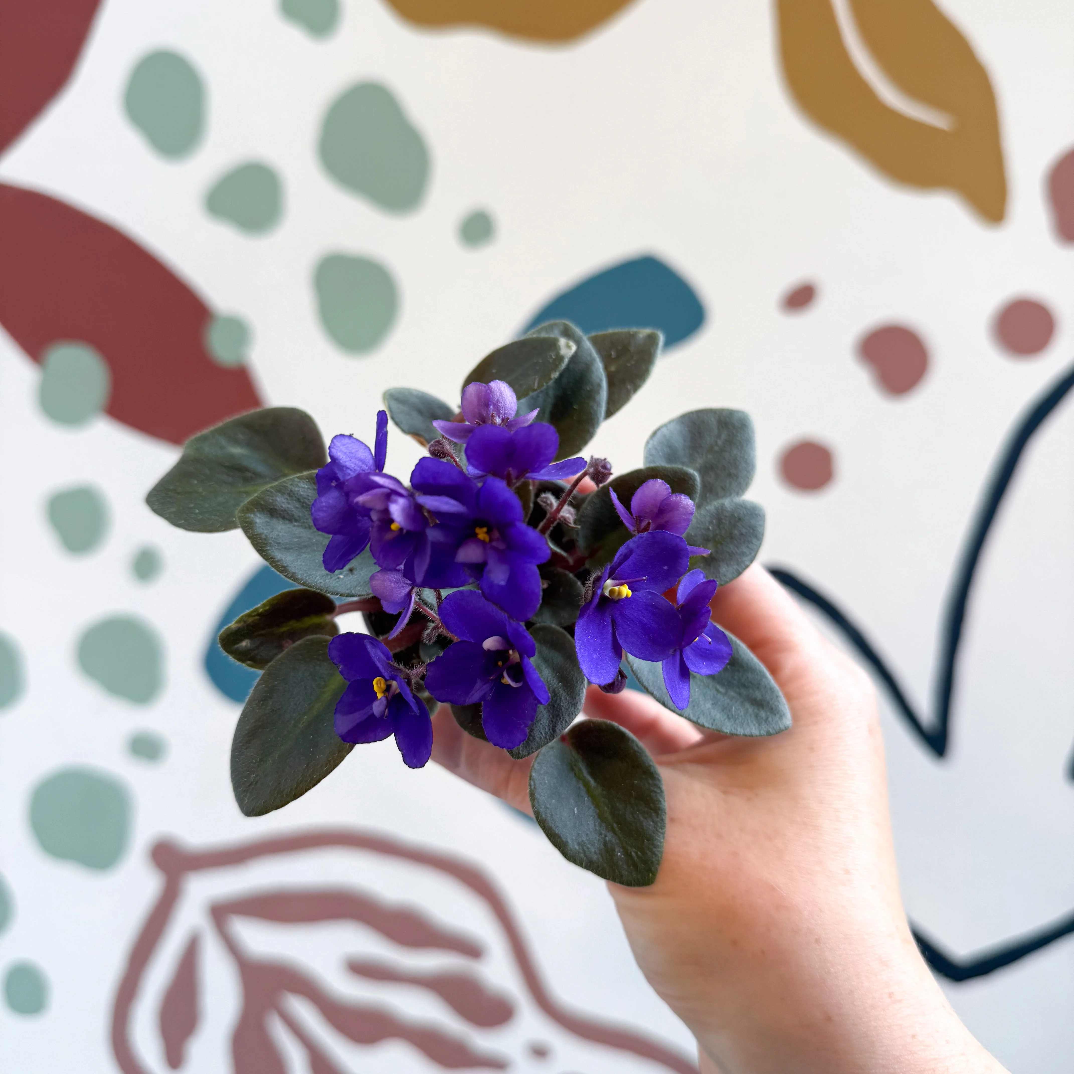 Saintpaulia ‘Little Blue Boy’ – Mini African Violet - Image 13