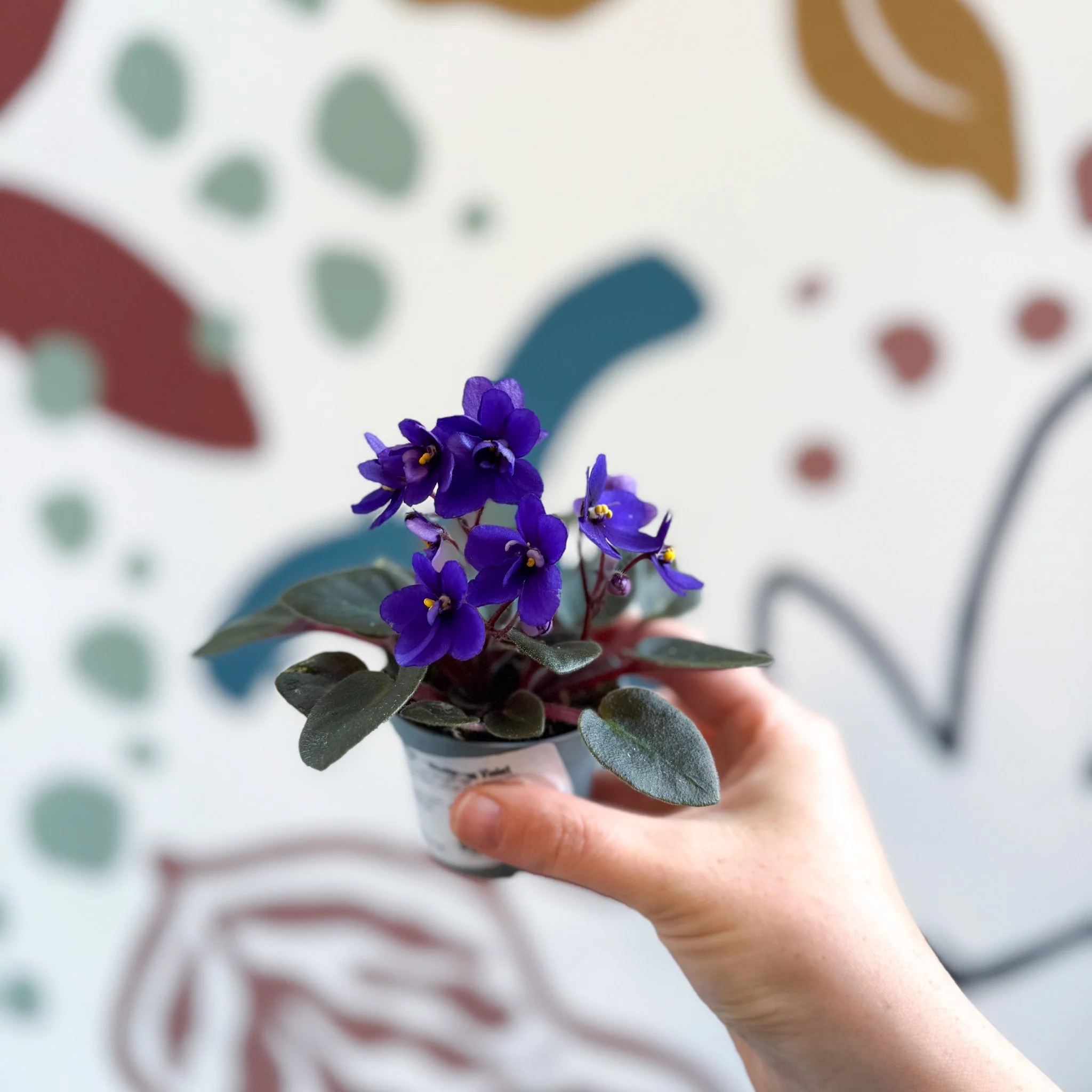 Saintpaulia ‘Little Blue Boy’ – Mini African Violet - Image 2