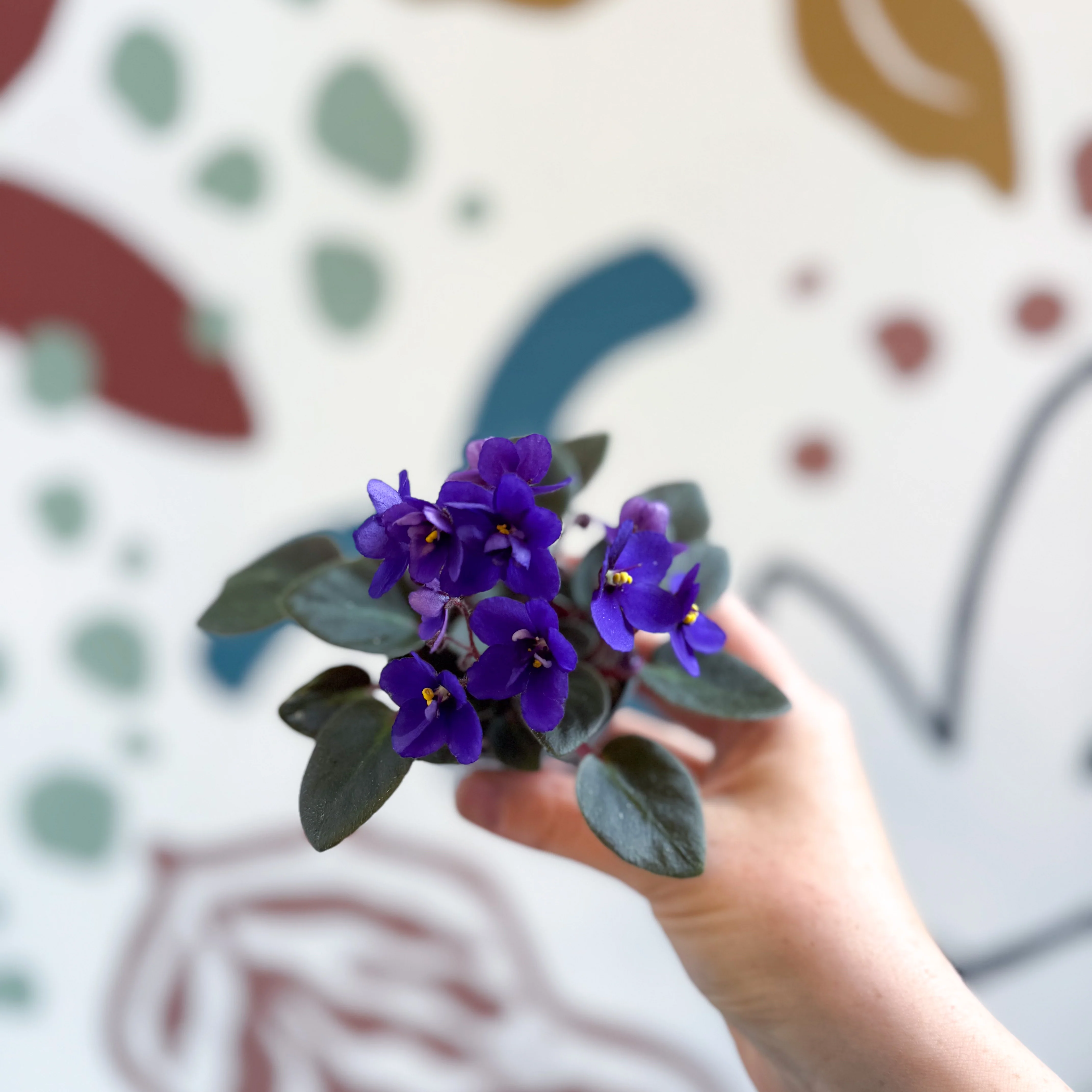 Saintpaulia ‘Little Blue Boy’ – Mini African Violet - Image 3
