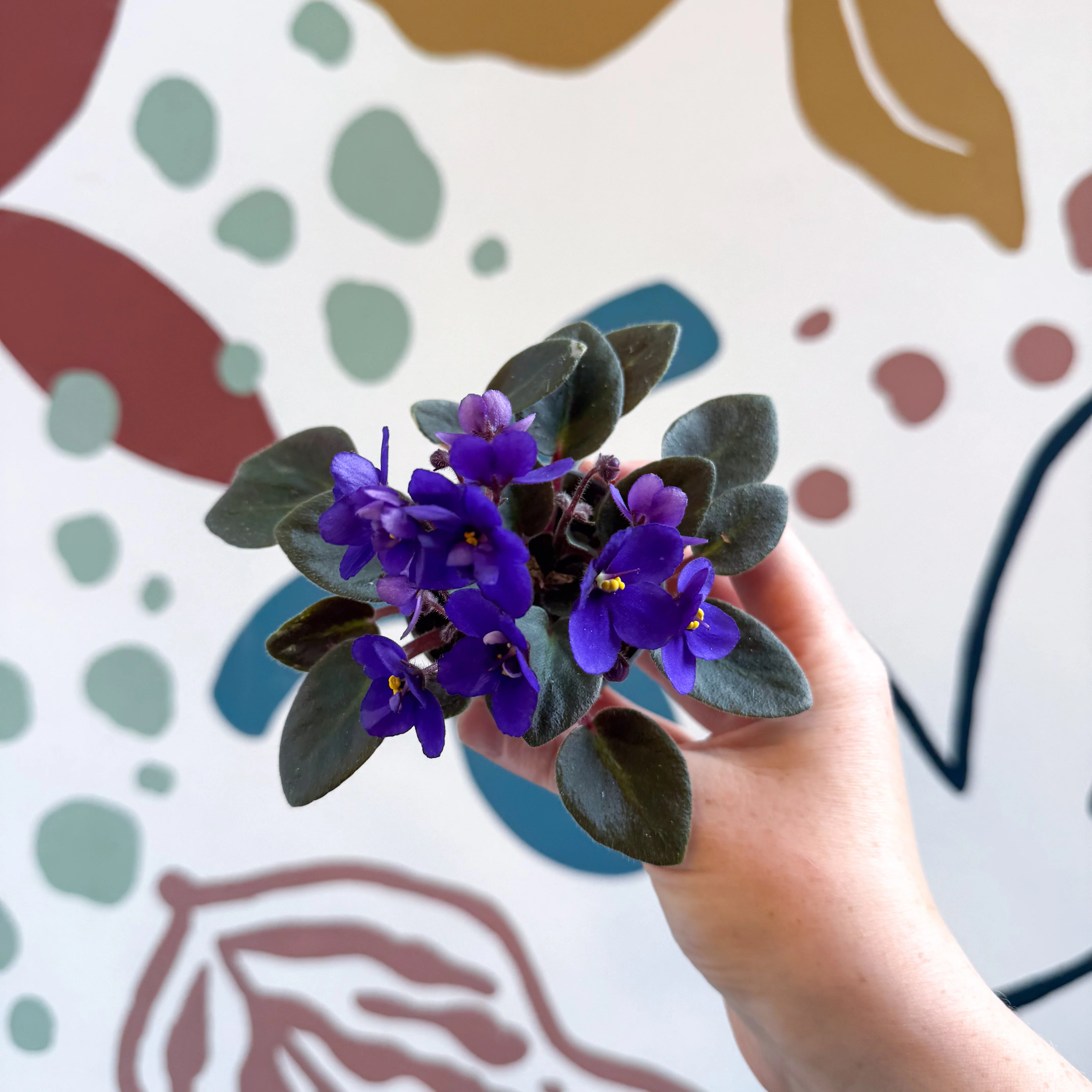 Saintpaulia ‘Little Blue Boy’ – Mini African Violet - Image 6
