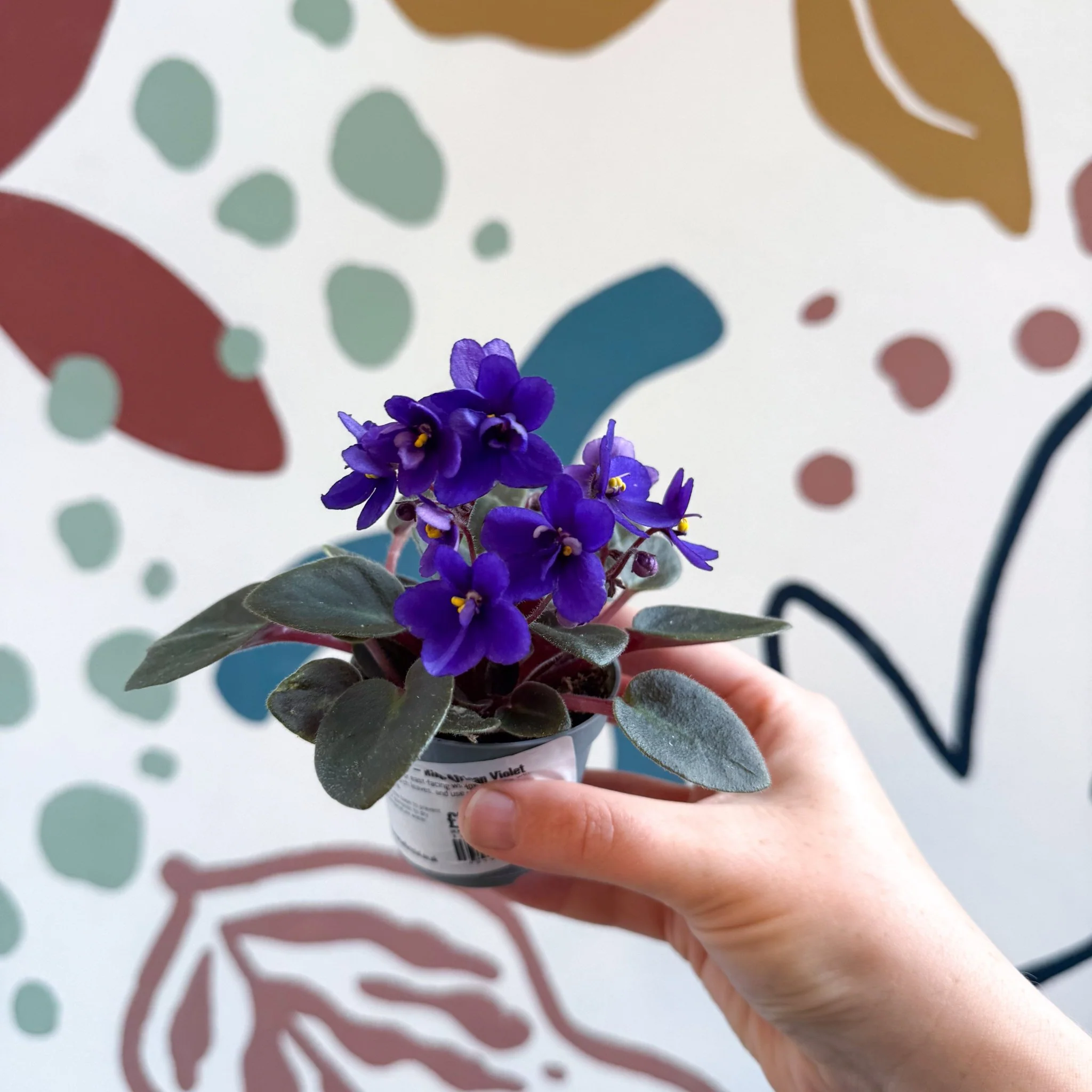 Saintpaulia ‘Little Blue Boy’ – Mini African Violet - Image 8
