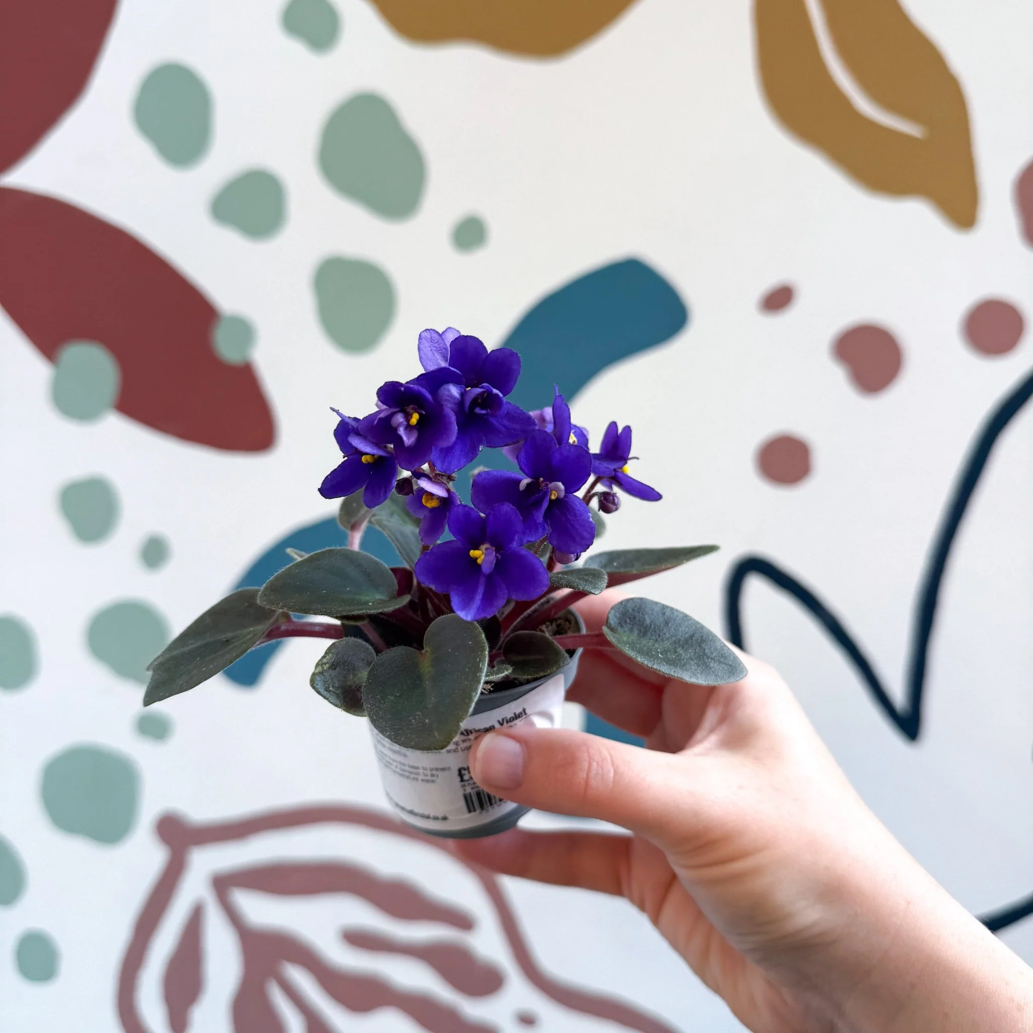 Saintpaulia ‘Little Blue Boy’ – Mini African Violet - Image 9