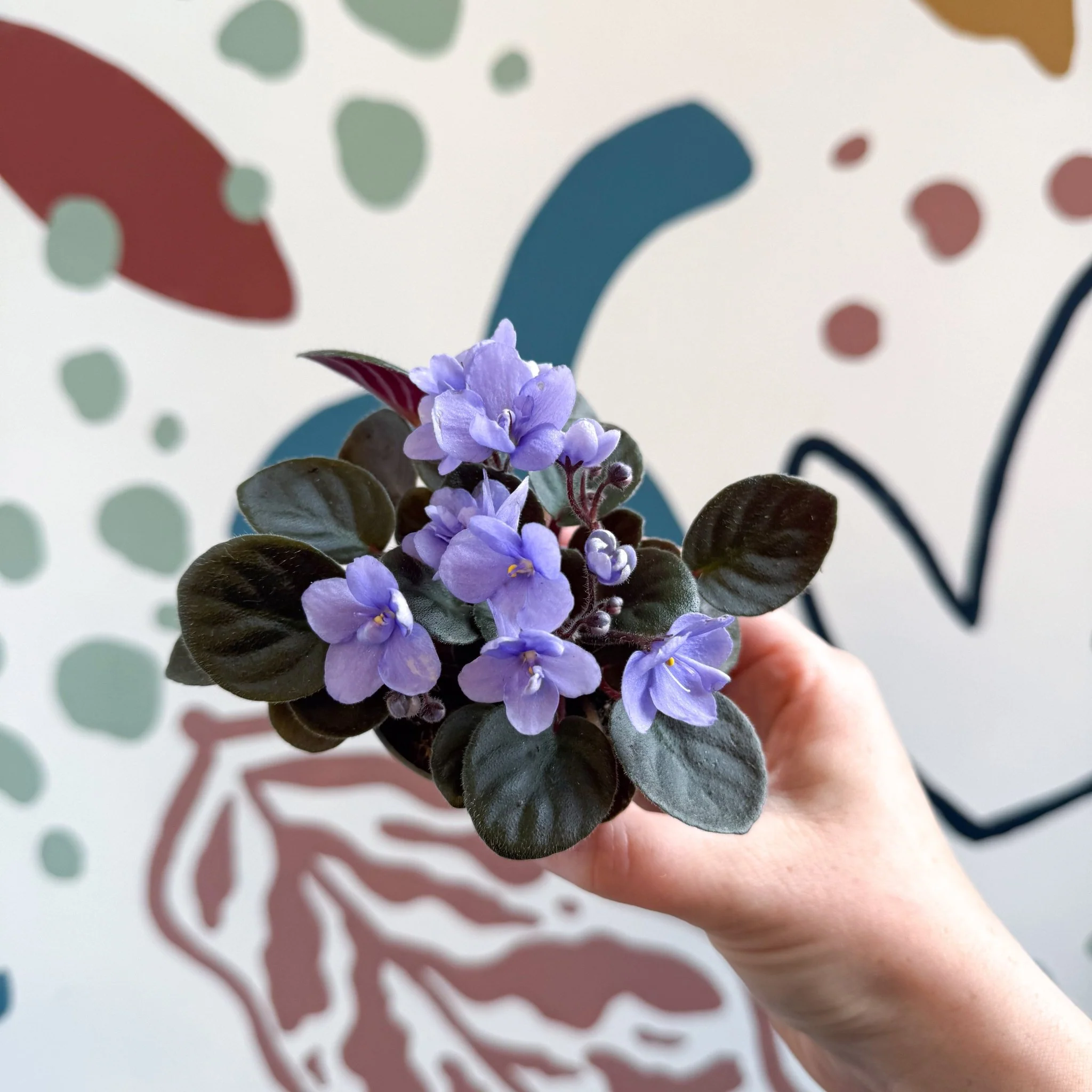 Saintpaulia – Pale Blue Mini African Violet - Image 10