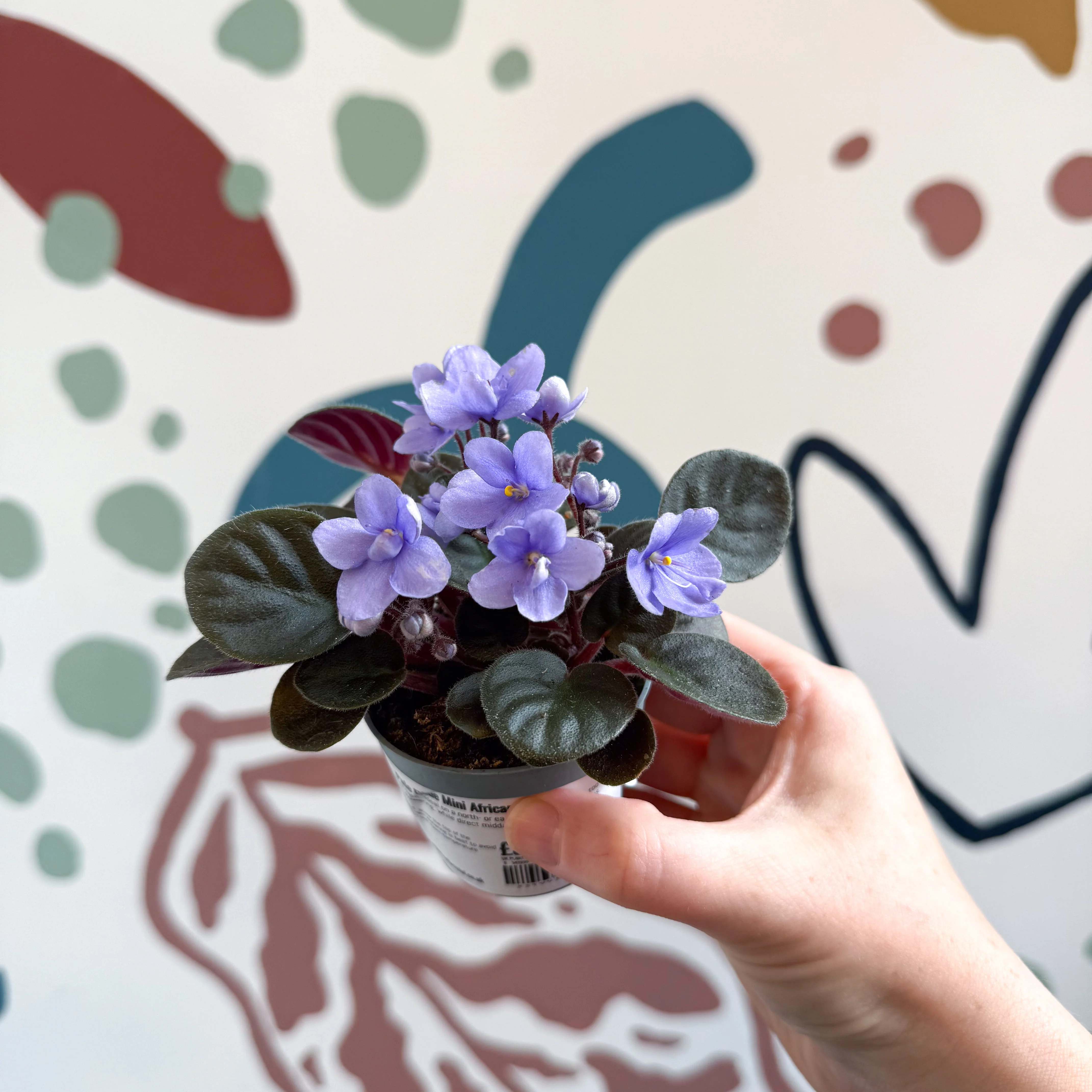 Saintpaulia – Pale Blue Mini African Violet - Image 11
