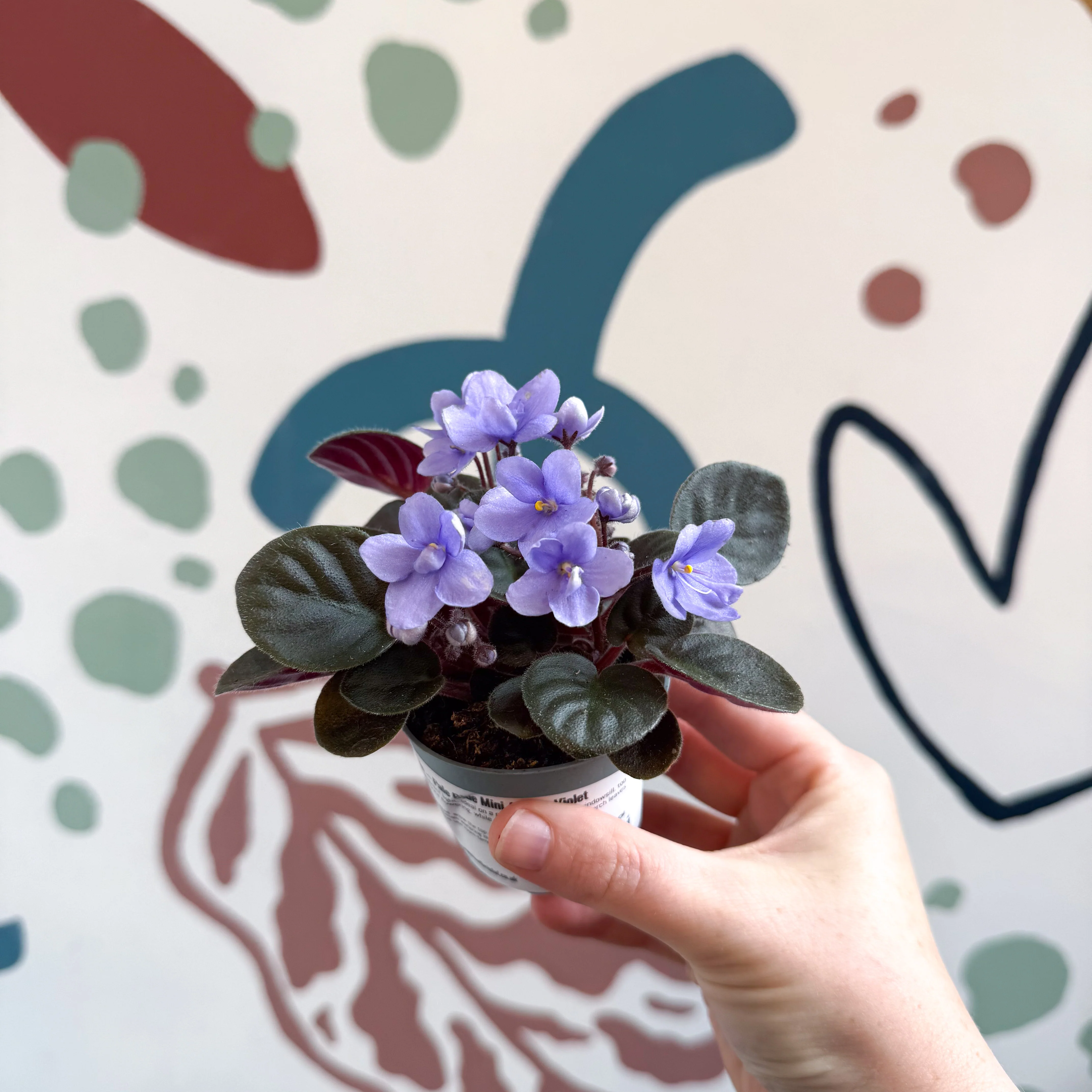Saintpaulia – Pale Blue Mini African Violet - Image 2