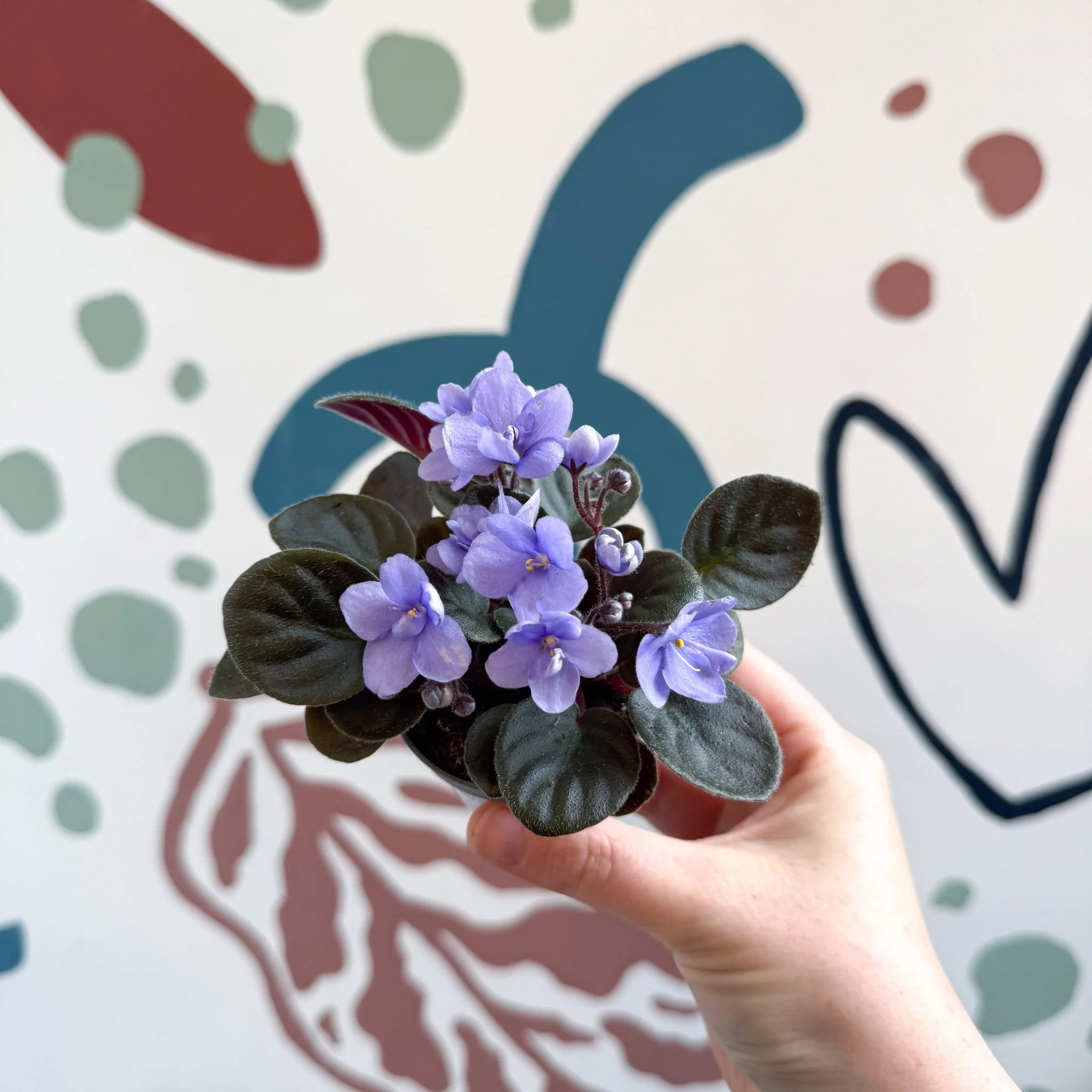 Saintpaulia – Pale Blue Mini African Violet - Image 3