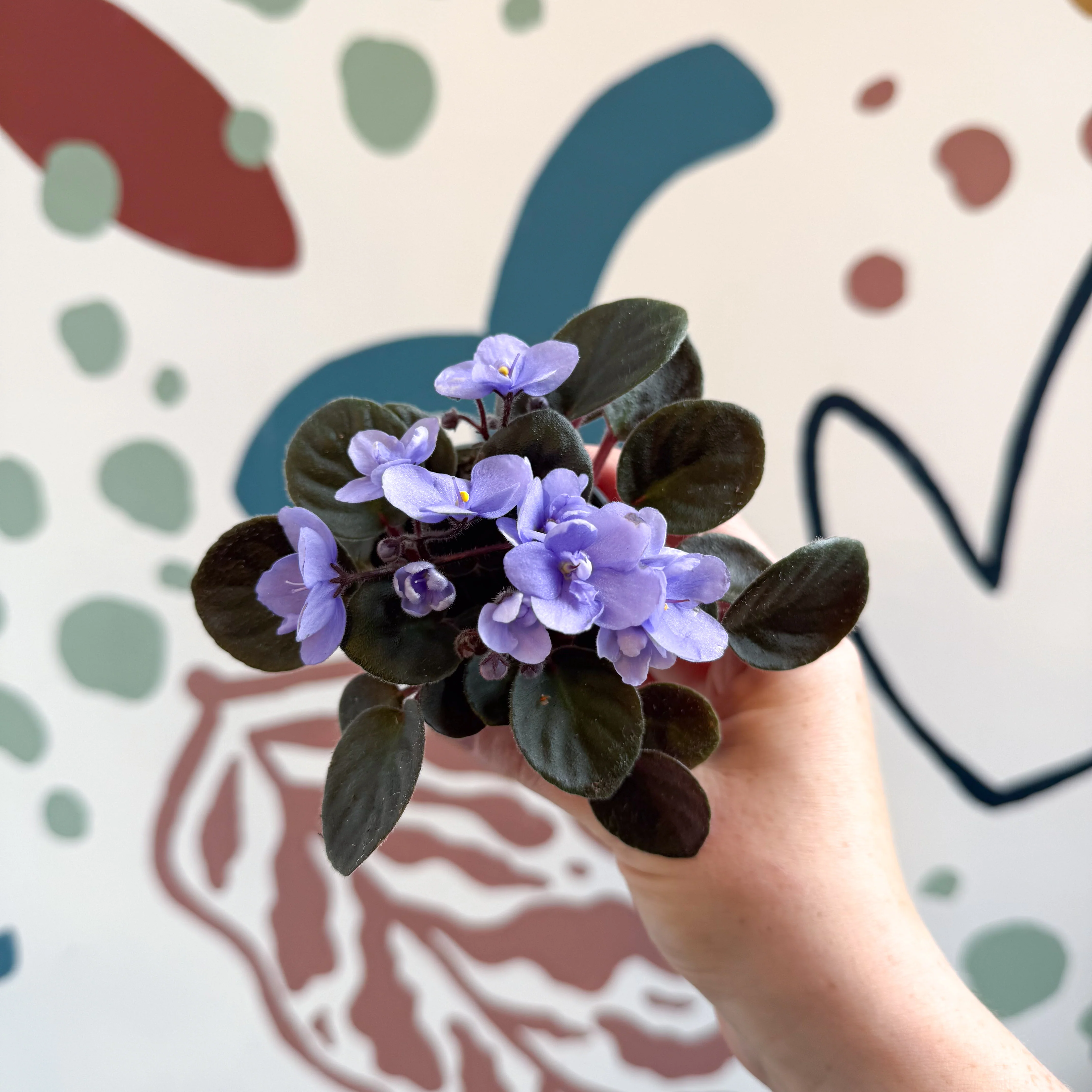 Saintpaulia – Pale Blue Mini African Violet - Image 4